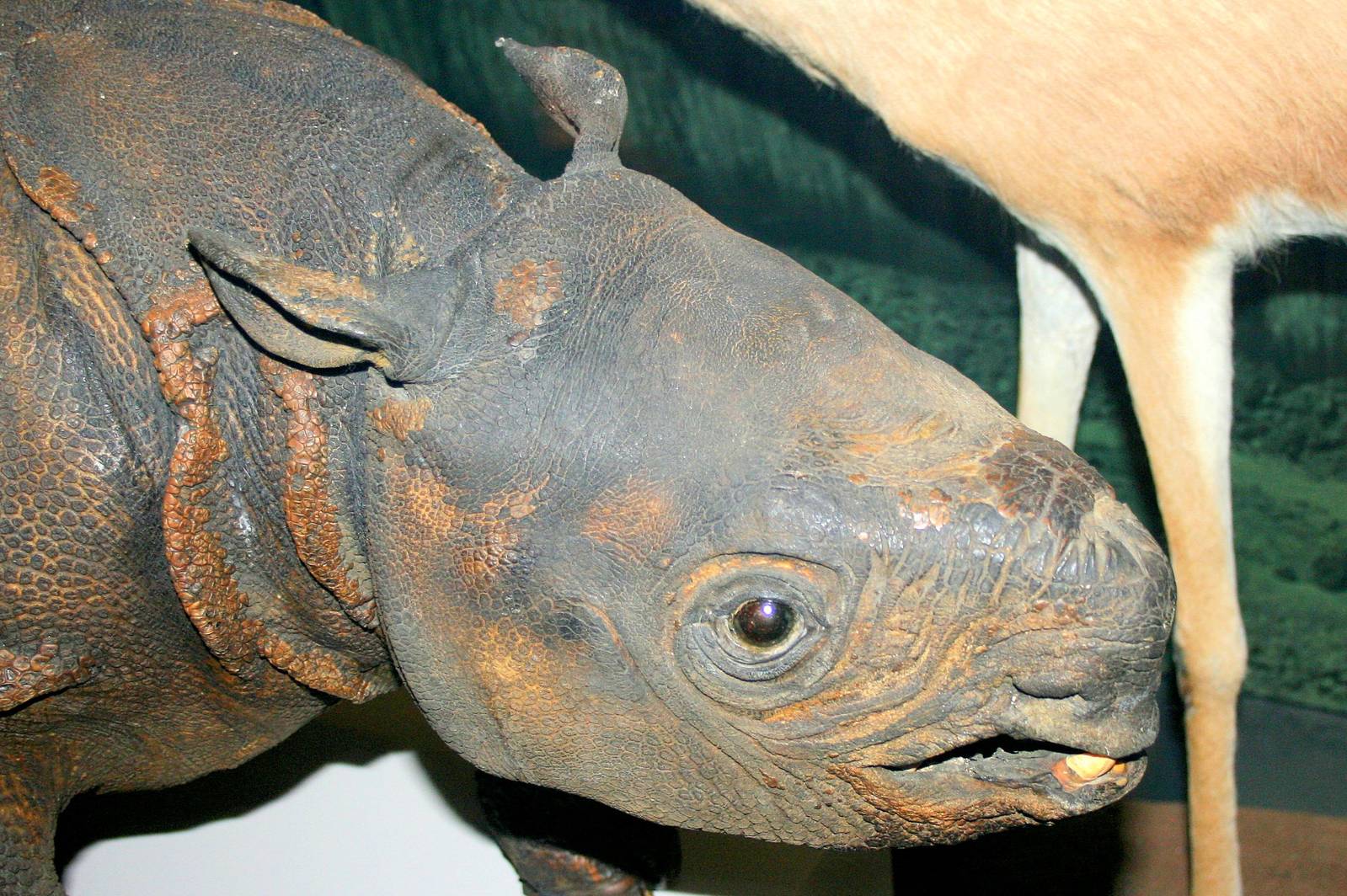 Young Javan rhinoceros; Edinburgh Museum; 22nd November 2014