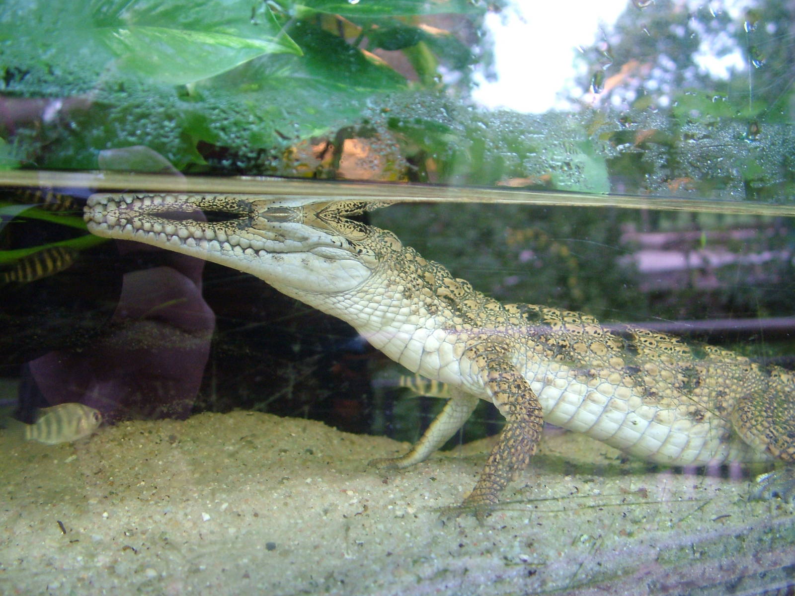 Young Johnston's (Aus. Freshwater) Crocodile at Opel-Zoo Kronberg, 30/08/10
