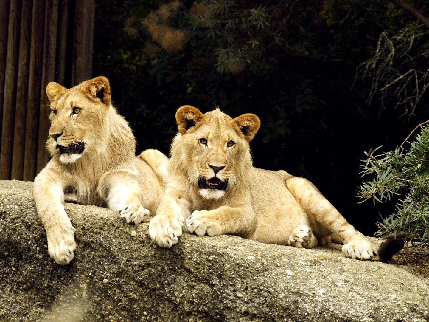Young Kalahari lions