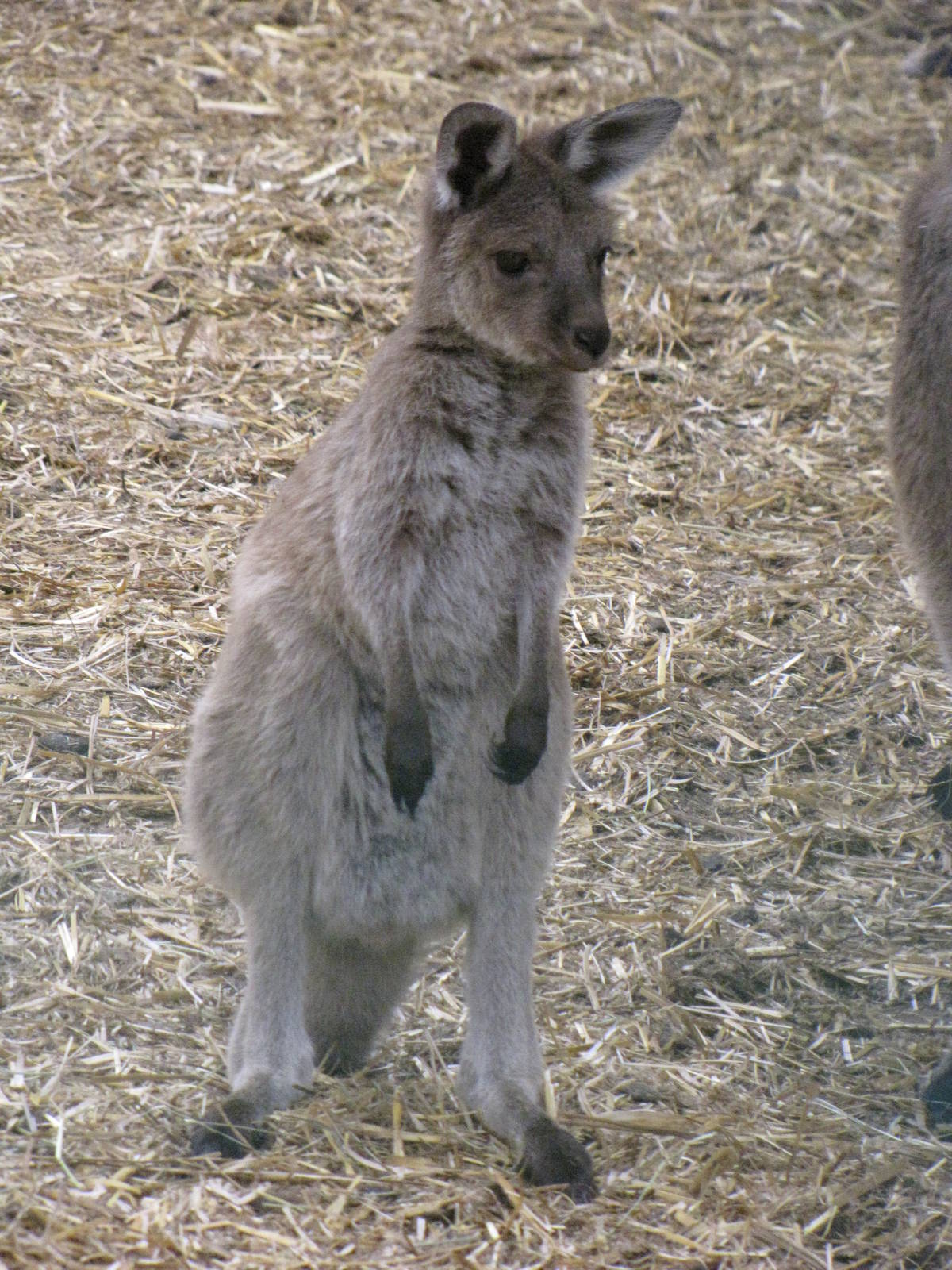 young kangaroo