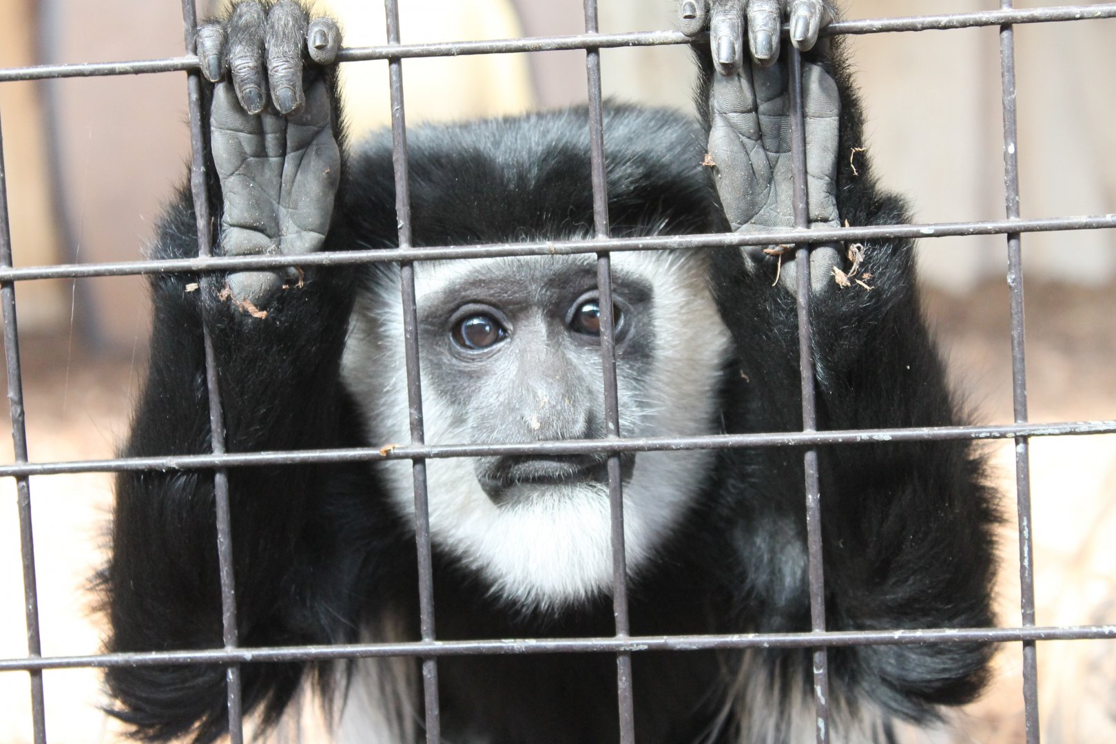 Young Kikuyu guereza