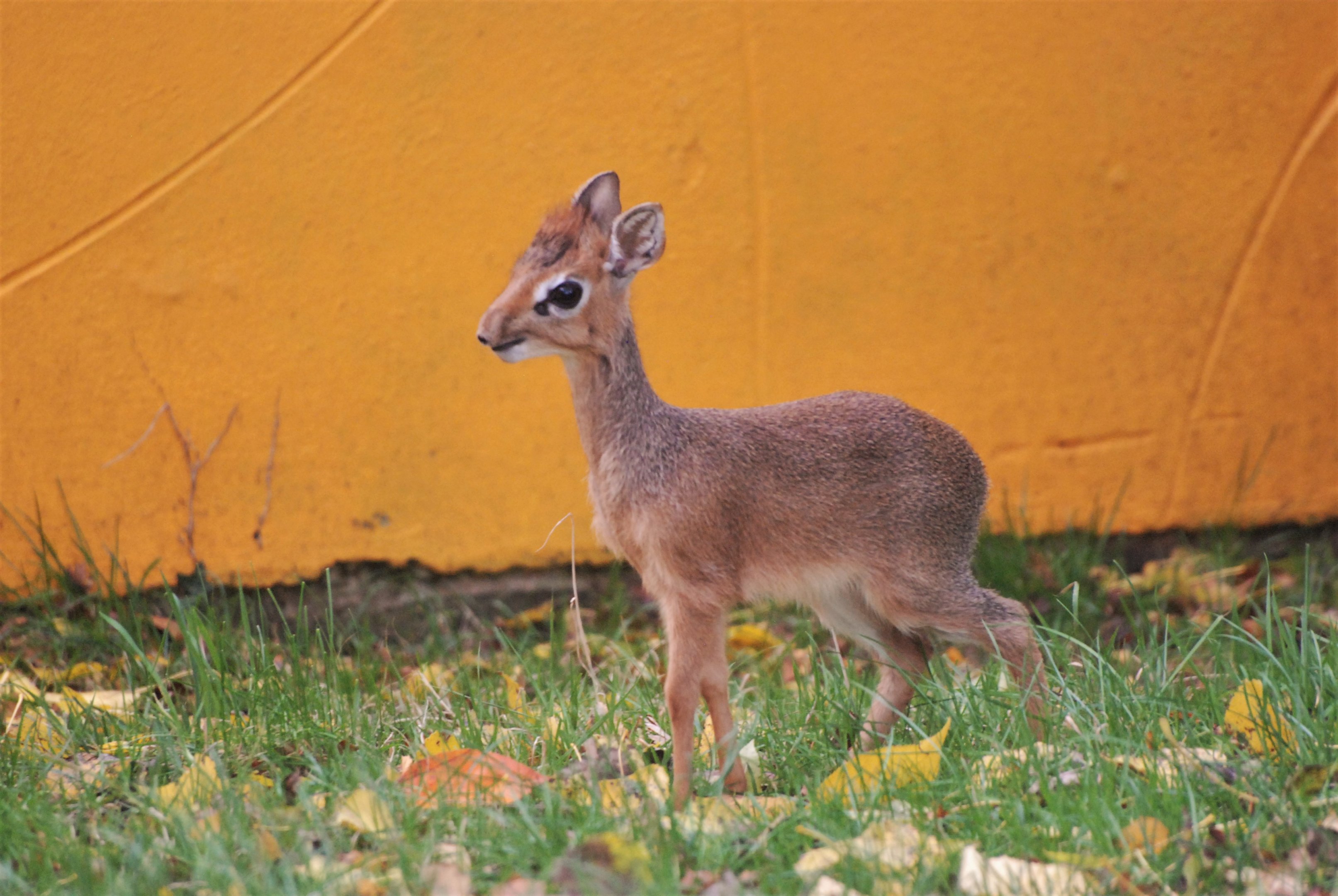 Young Kirk's Dik-dik at Twycross, November 1st 2020
