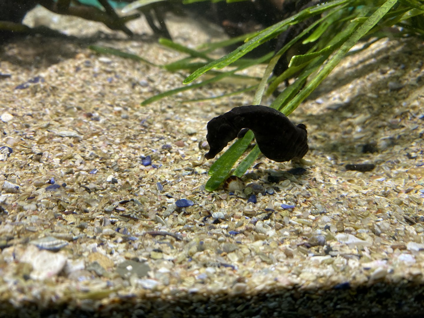 Young Knysna seahorse