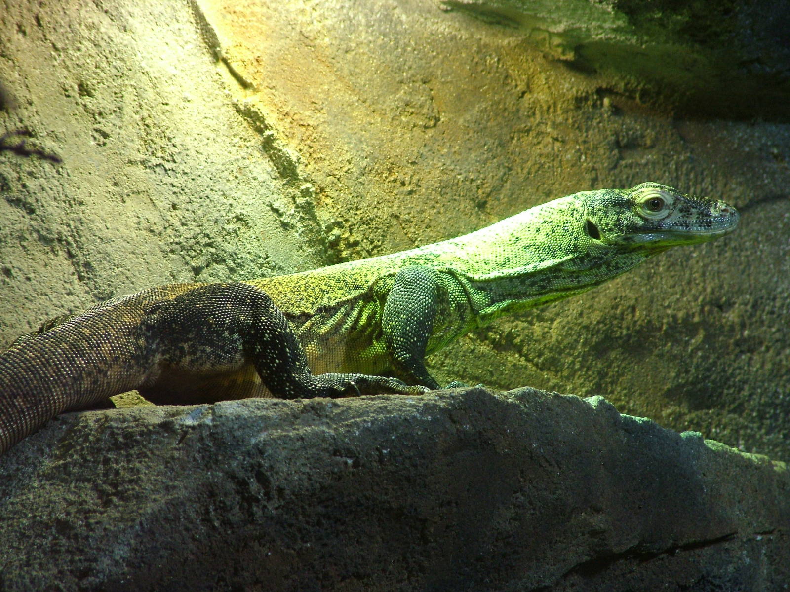 Young Komodo Dragon at Chester Zoo 2008
