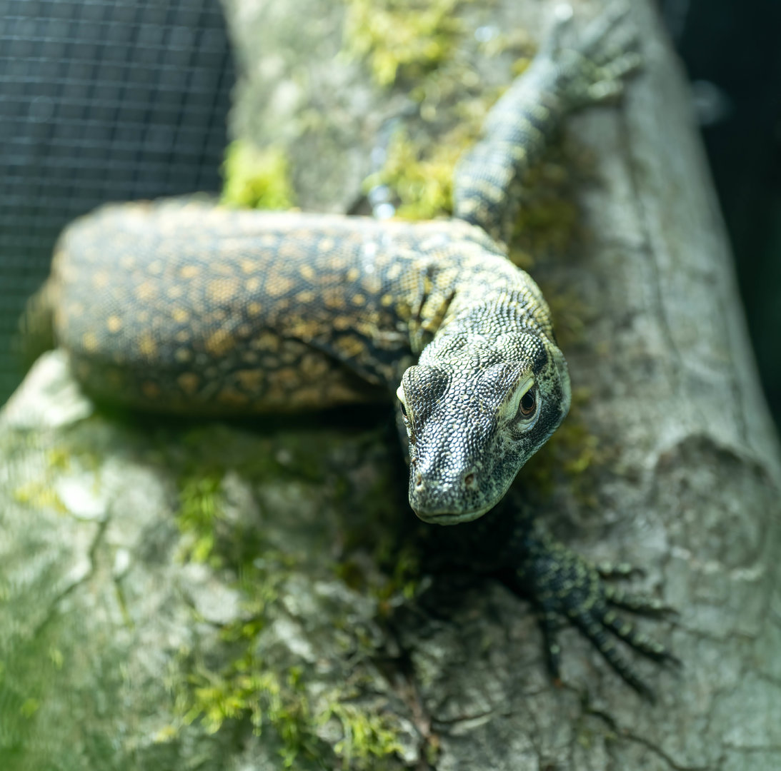 Young komodo dragon, Chester, UK