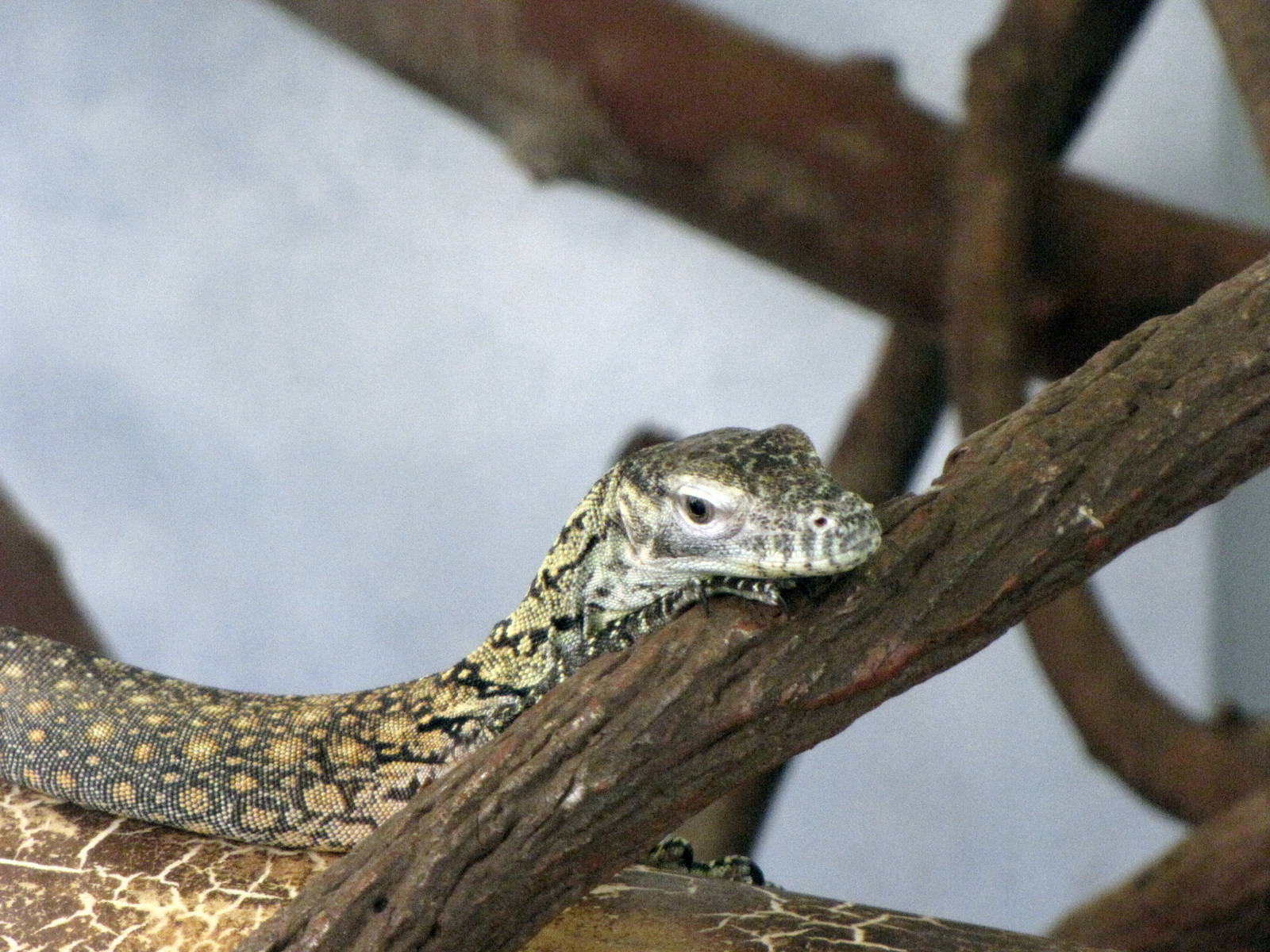 Young Komodo Dragon - Children's Zoo
