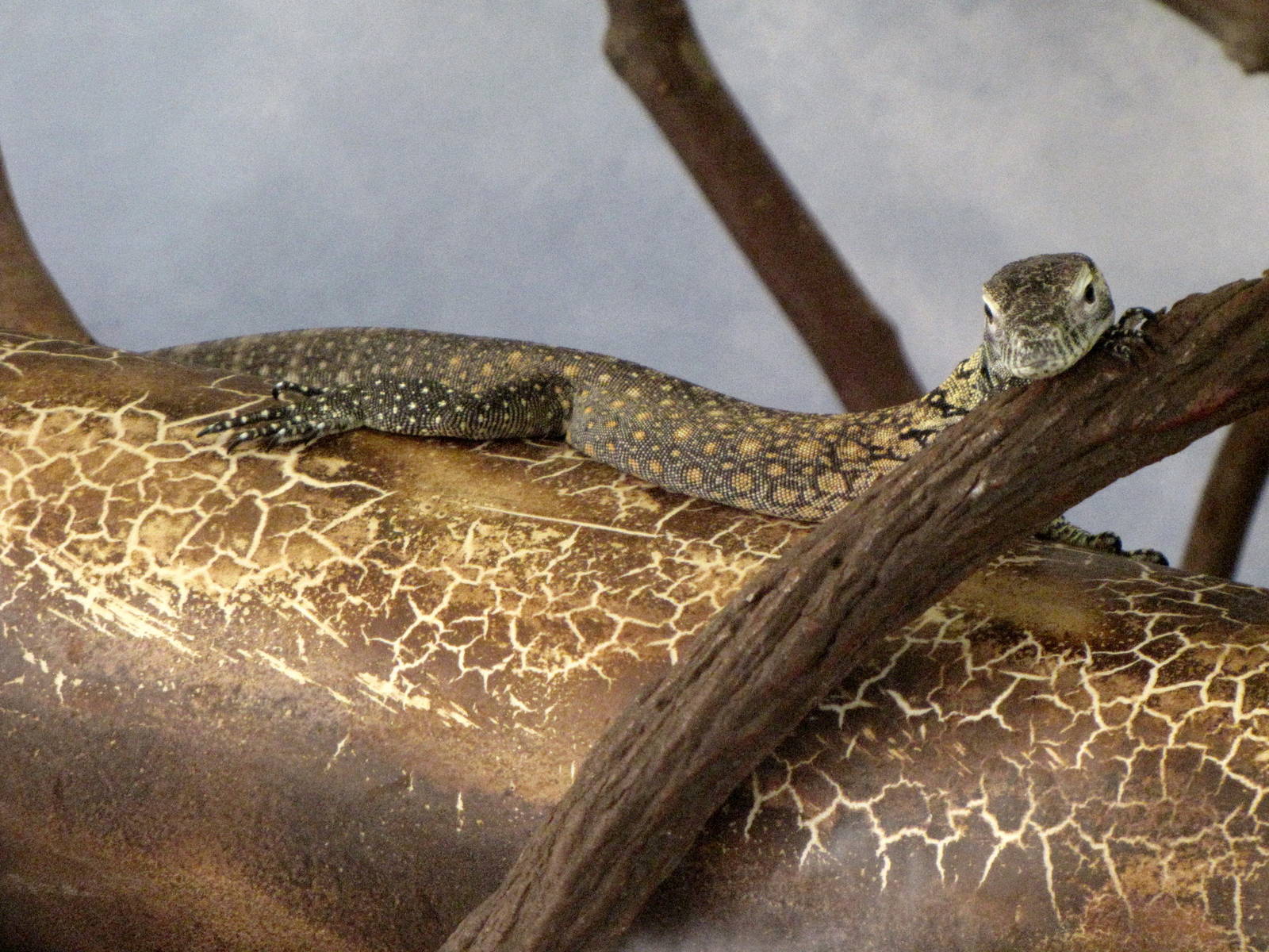 Young Komodo Dragon - Children's Zoo
