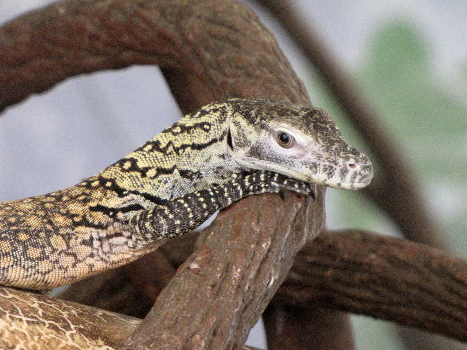 Young Komodo Dragon - Children's Zoo
