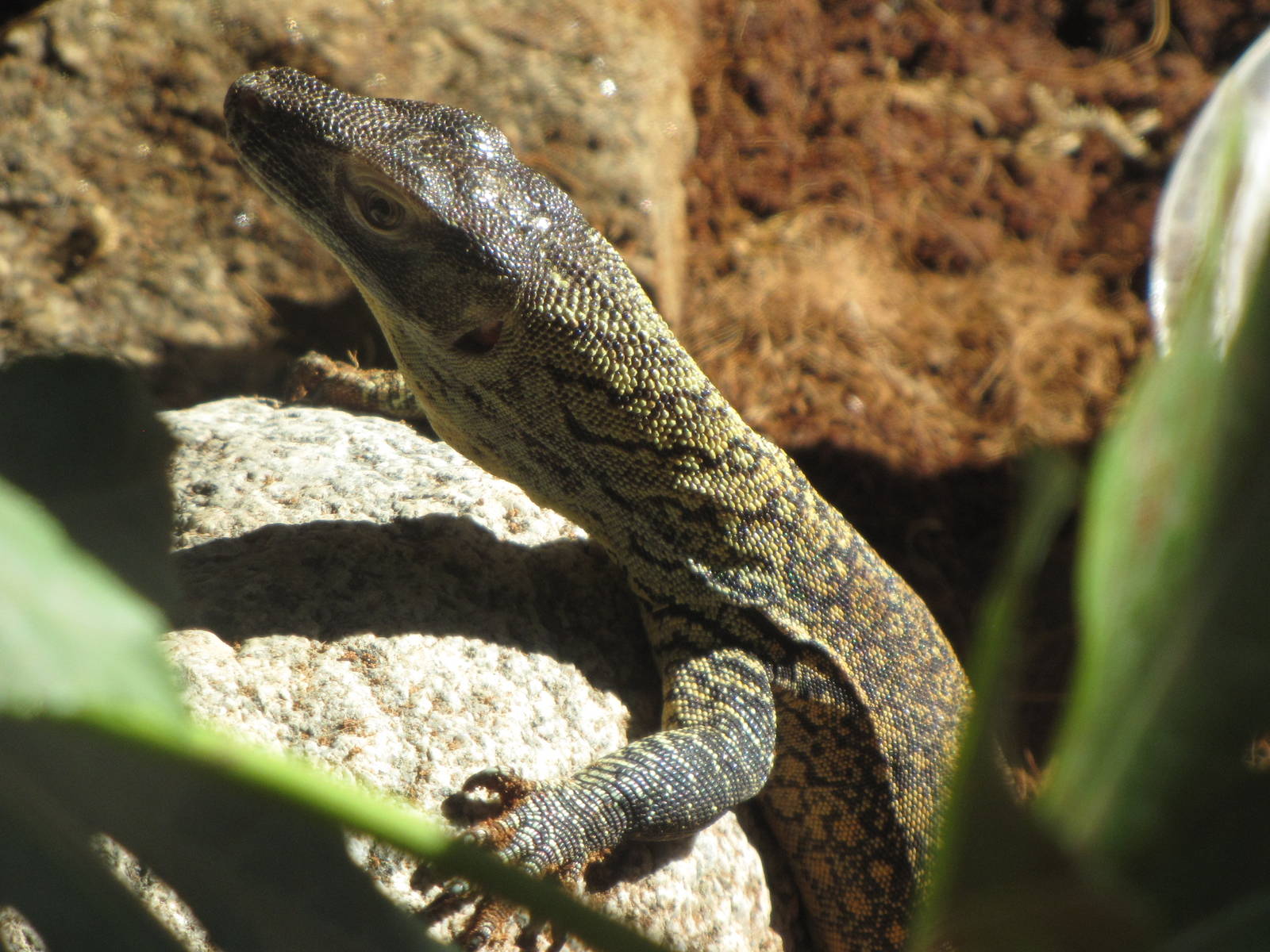 Young Komodo Dragon - Children's Zoo