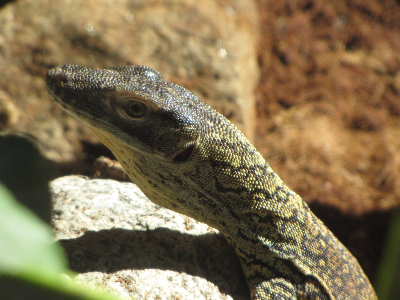 Young Komodo Dragon - Children's Zoo