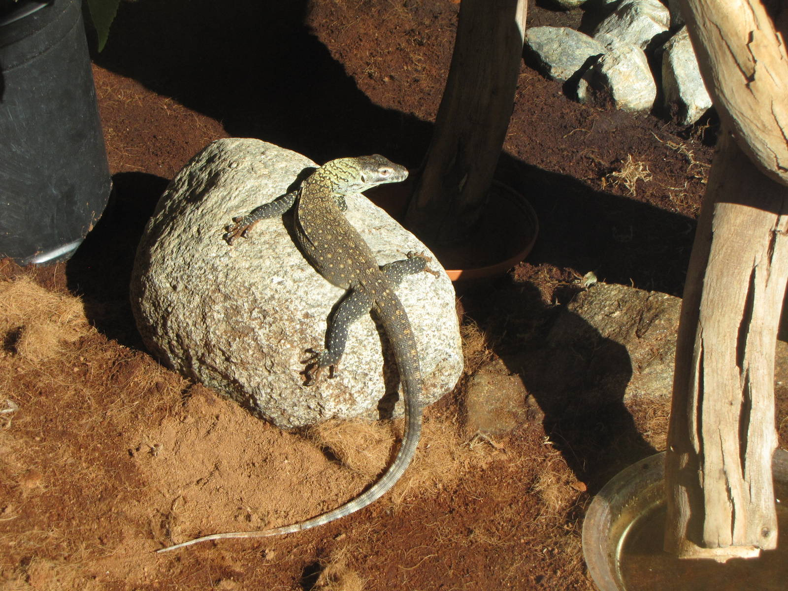 Young Komodo Dragon - Children's Zoo
