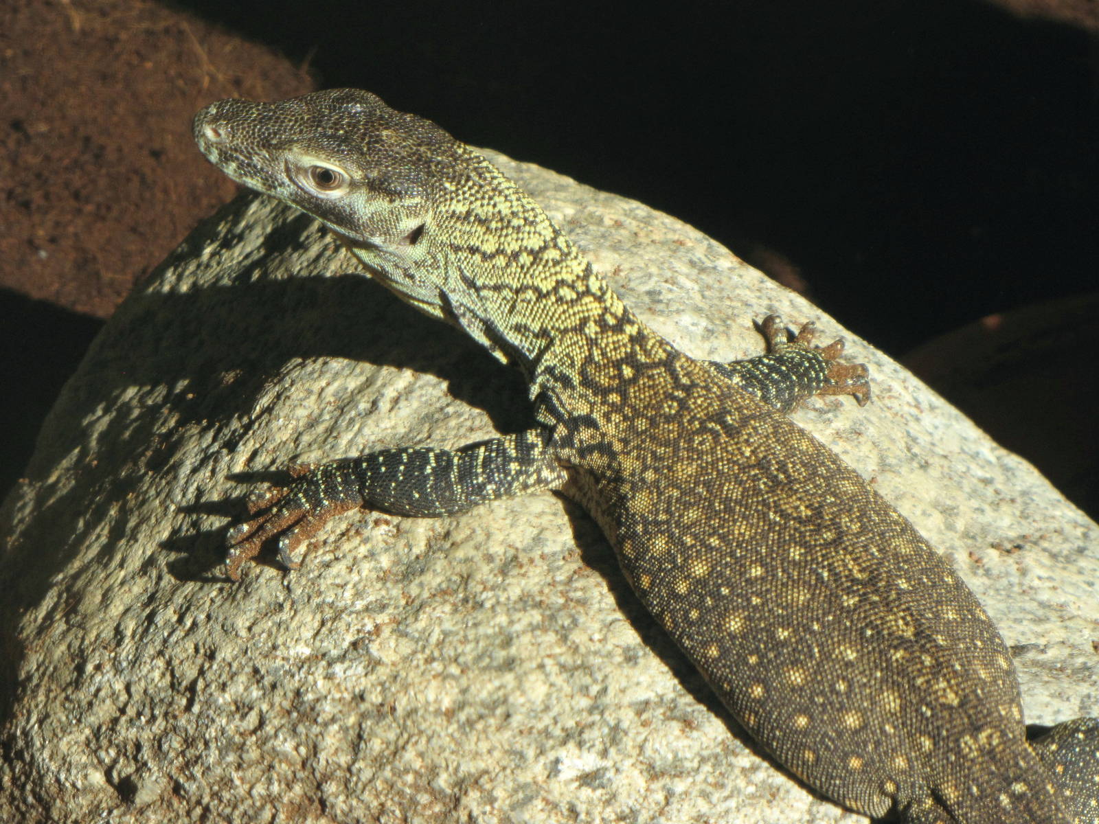Young Komodo Dragon - Children's Zoo
