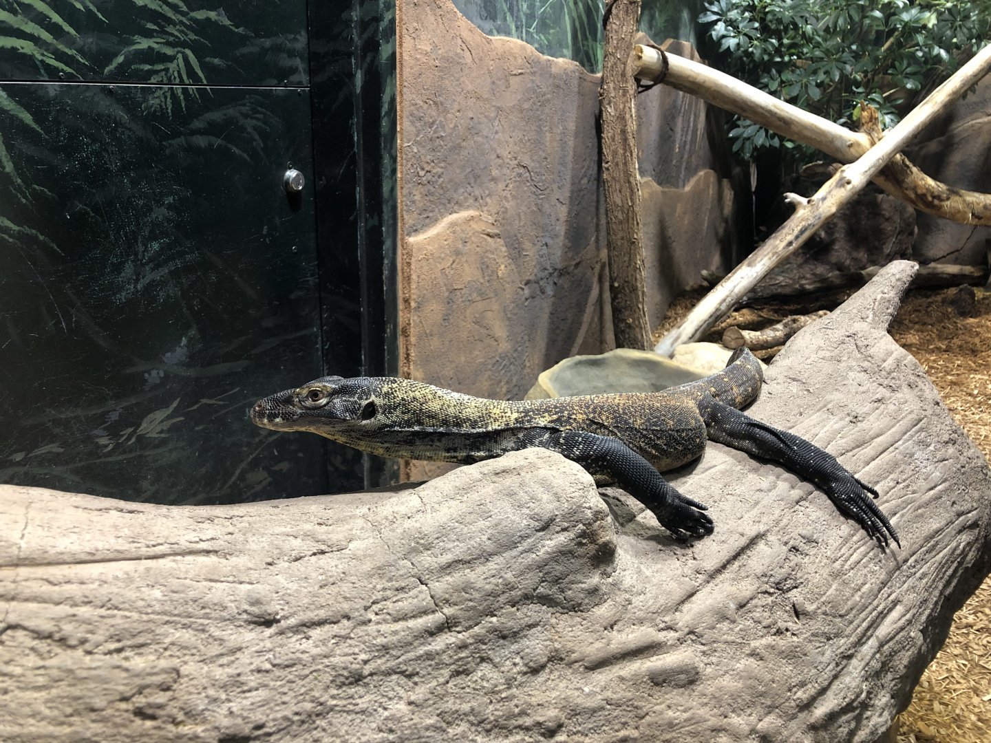 Young Komodo dragon, Varanus komodoensis
