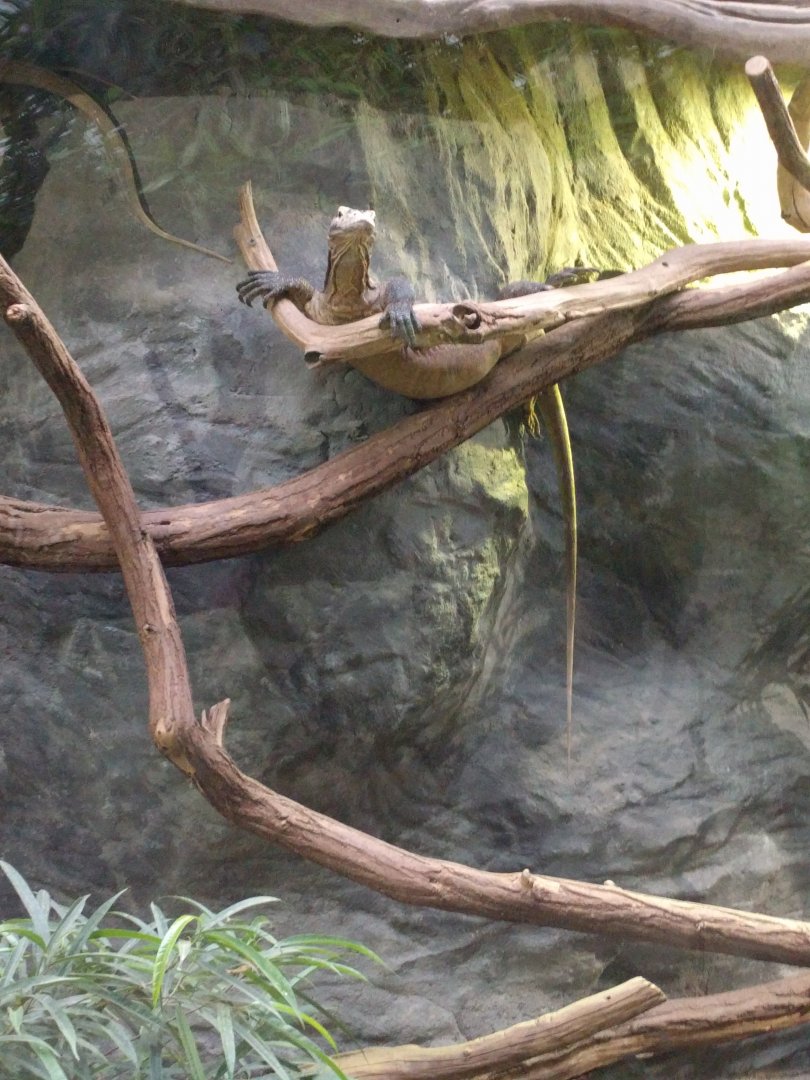 Young Komodo Dragon Zoo Praha 2018