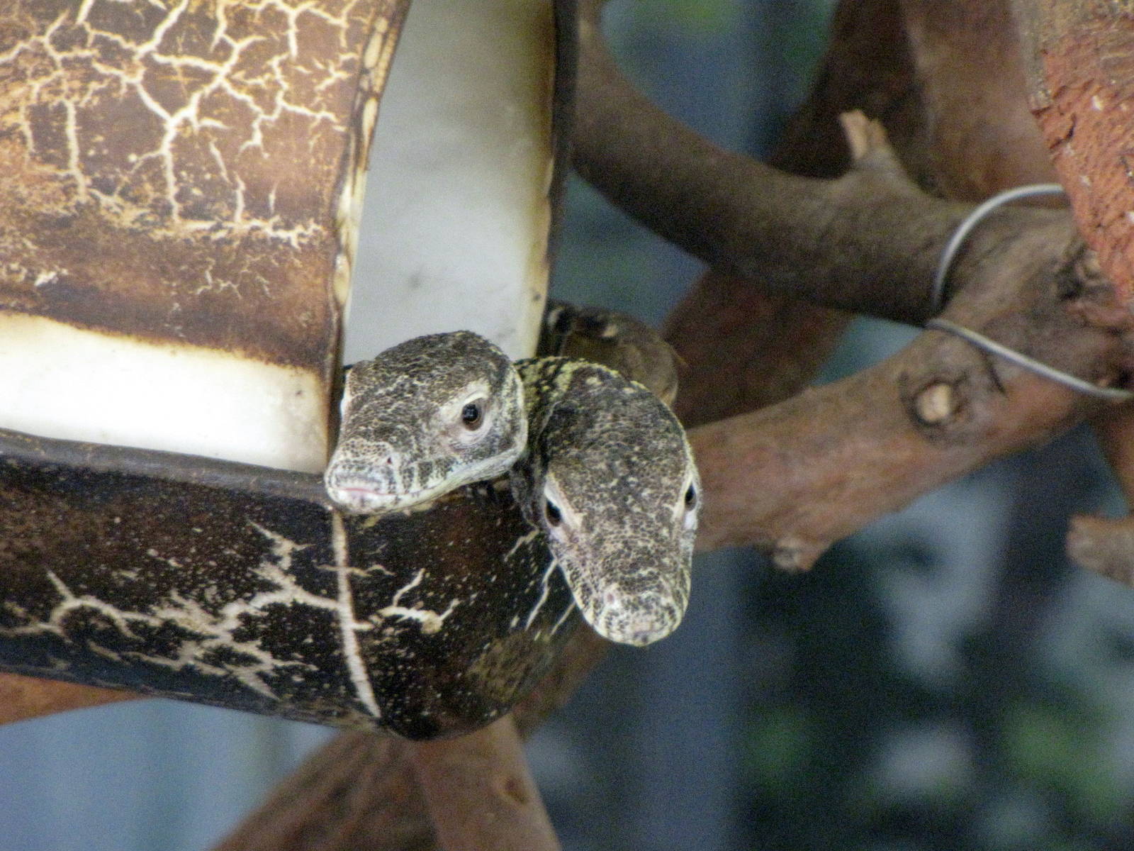 Young Komodo Dragons - Children's Zoo