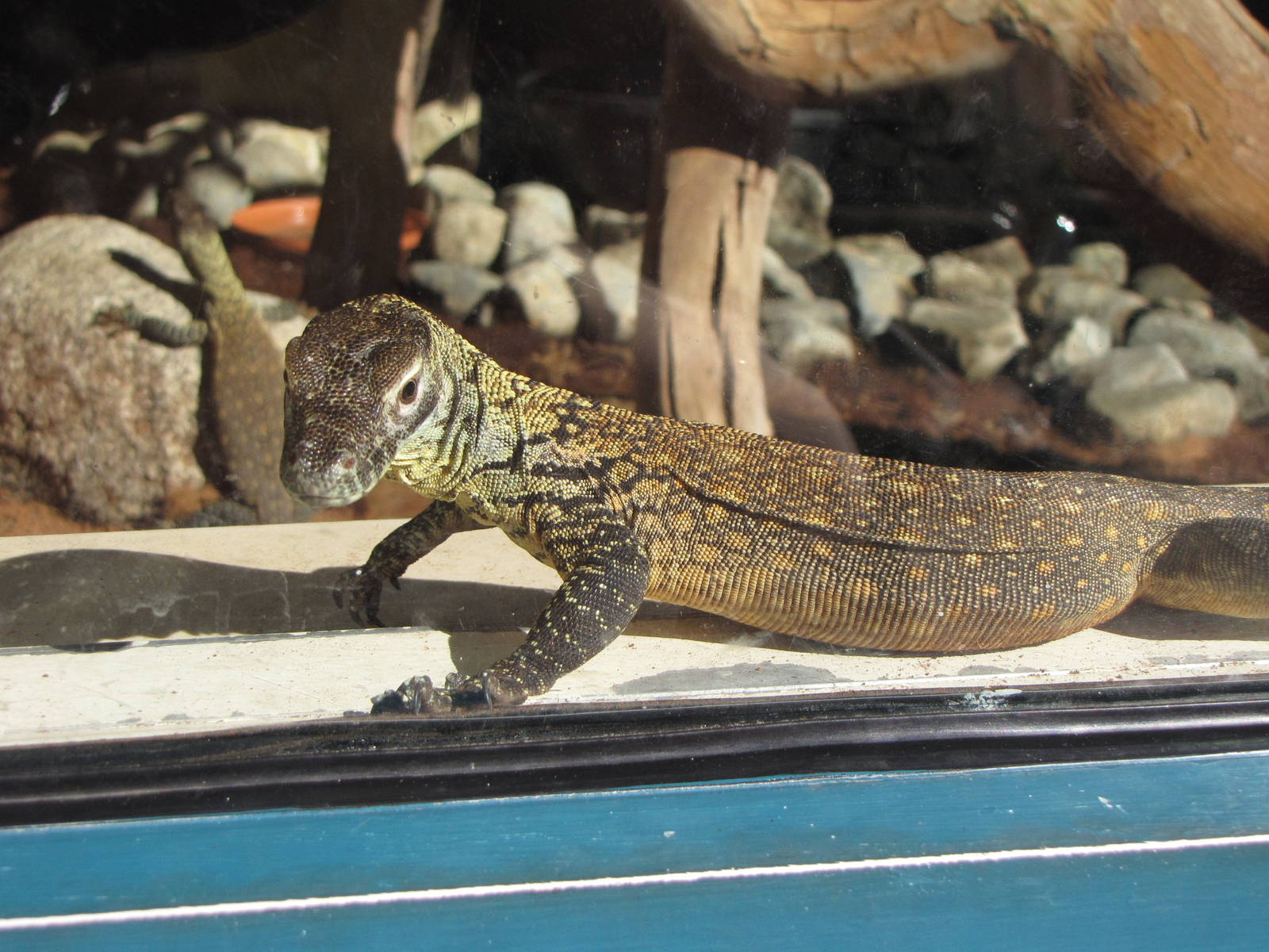 Young Komodo Dragons - Children's Zoo