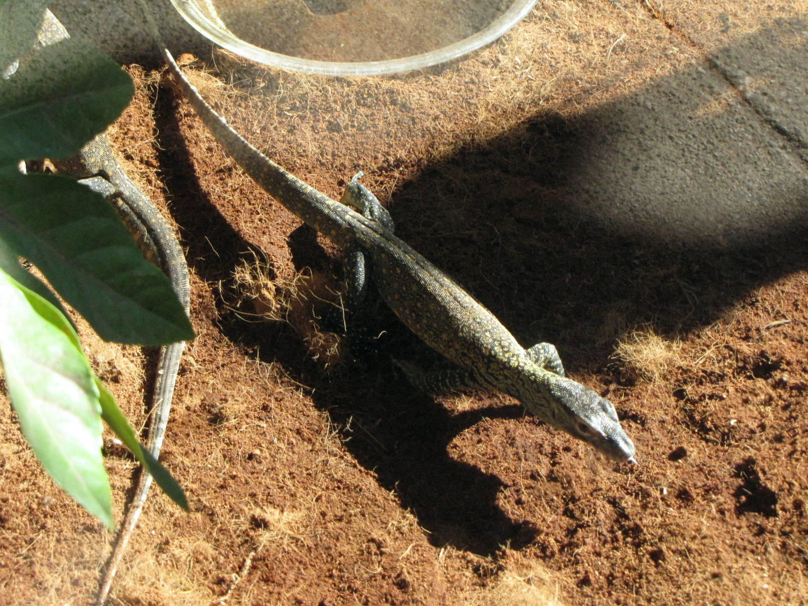 Young Komodo Dragons - Children's Zoo