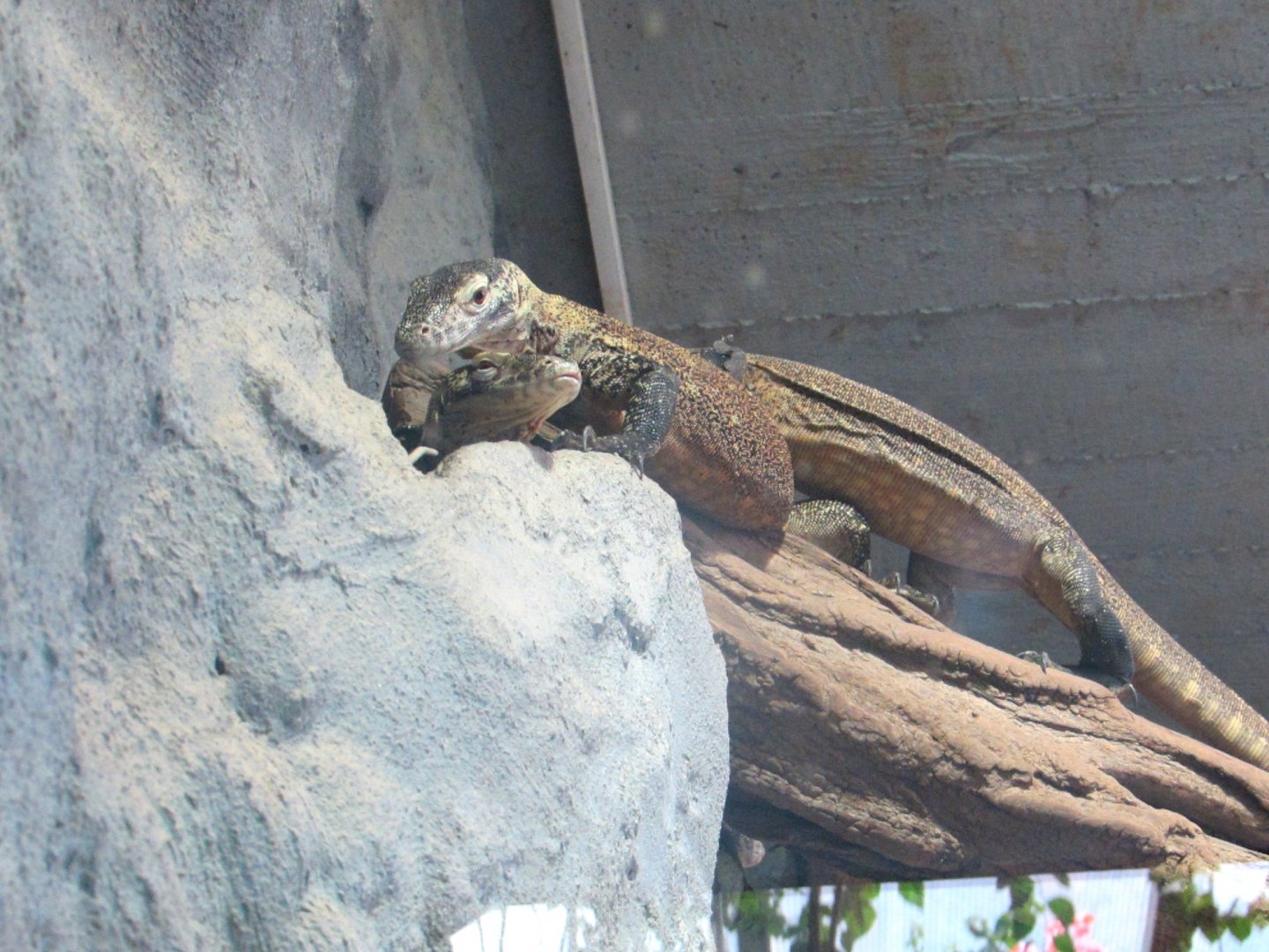 Young Komodo Dragons - July/2017