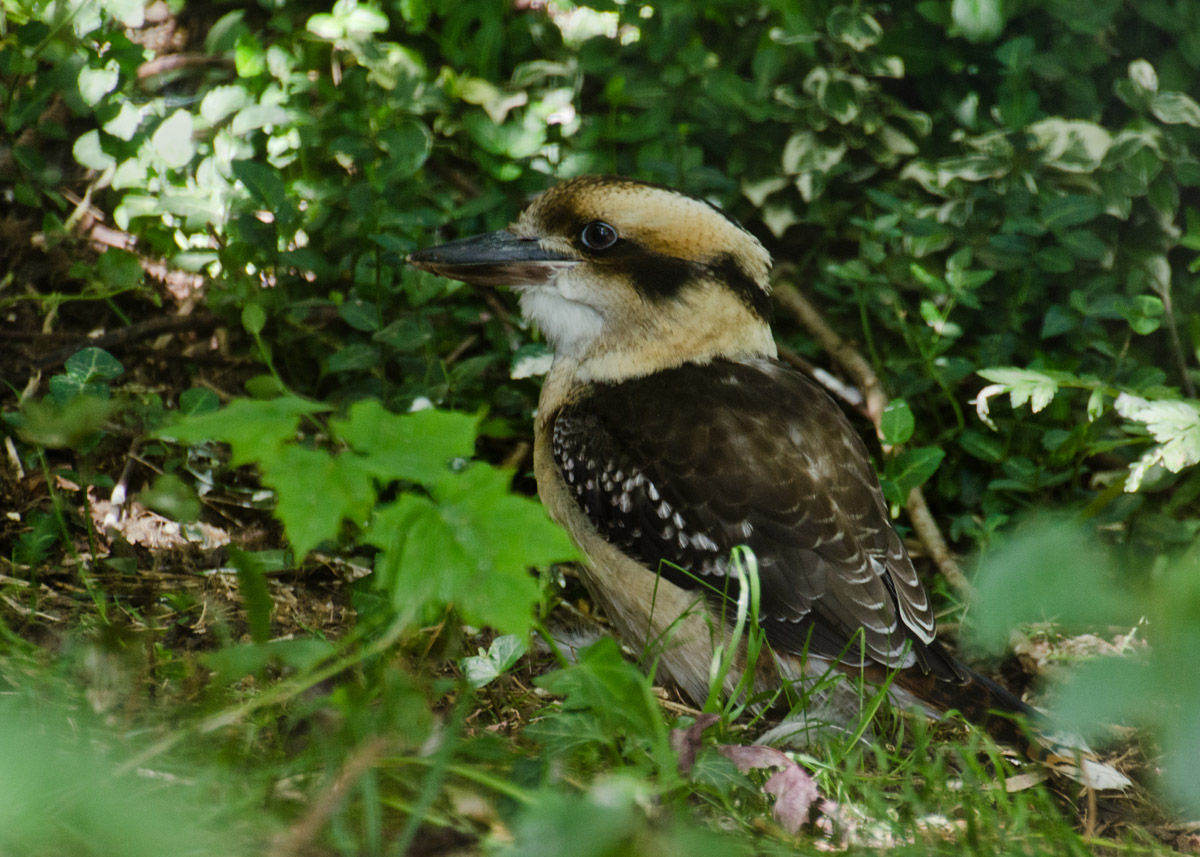 Young Kookaburra