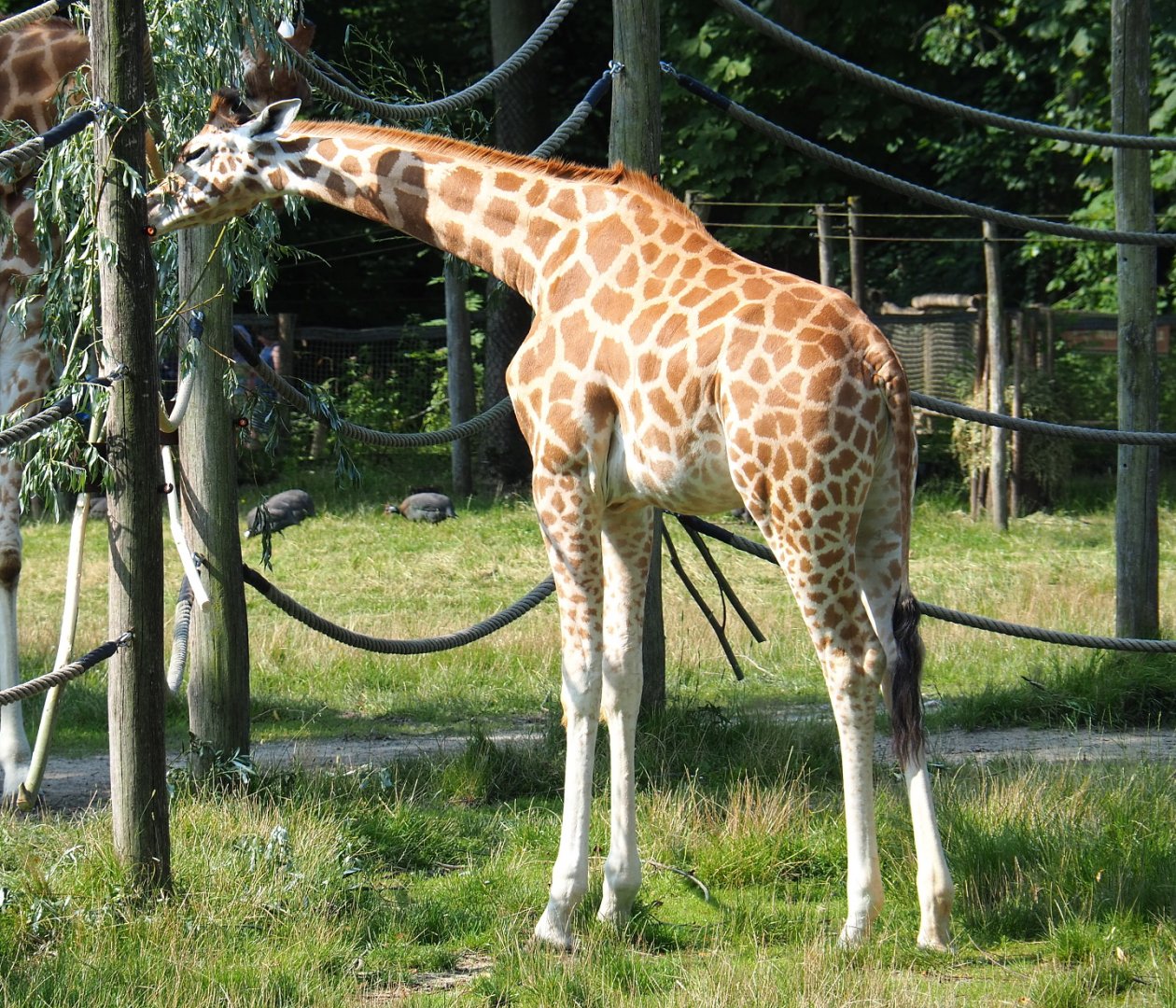 Young Kordofan giraffe (Giraffa camelopardalis antiquorum), 2021-07-20