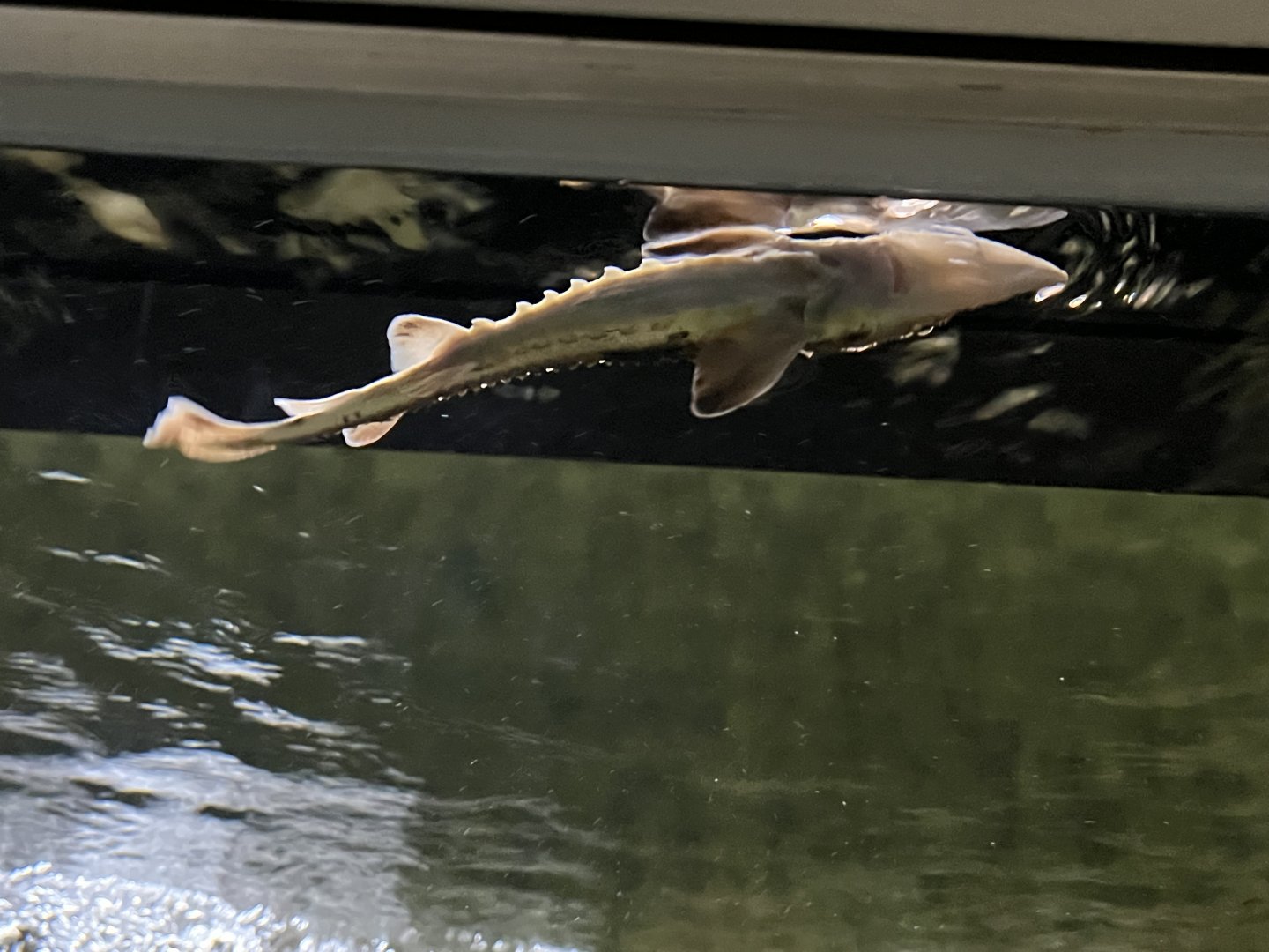 Young Lake Sturgeon