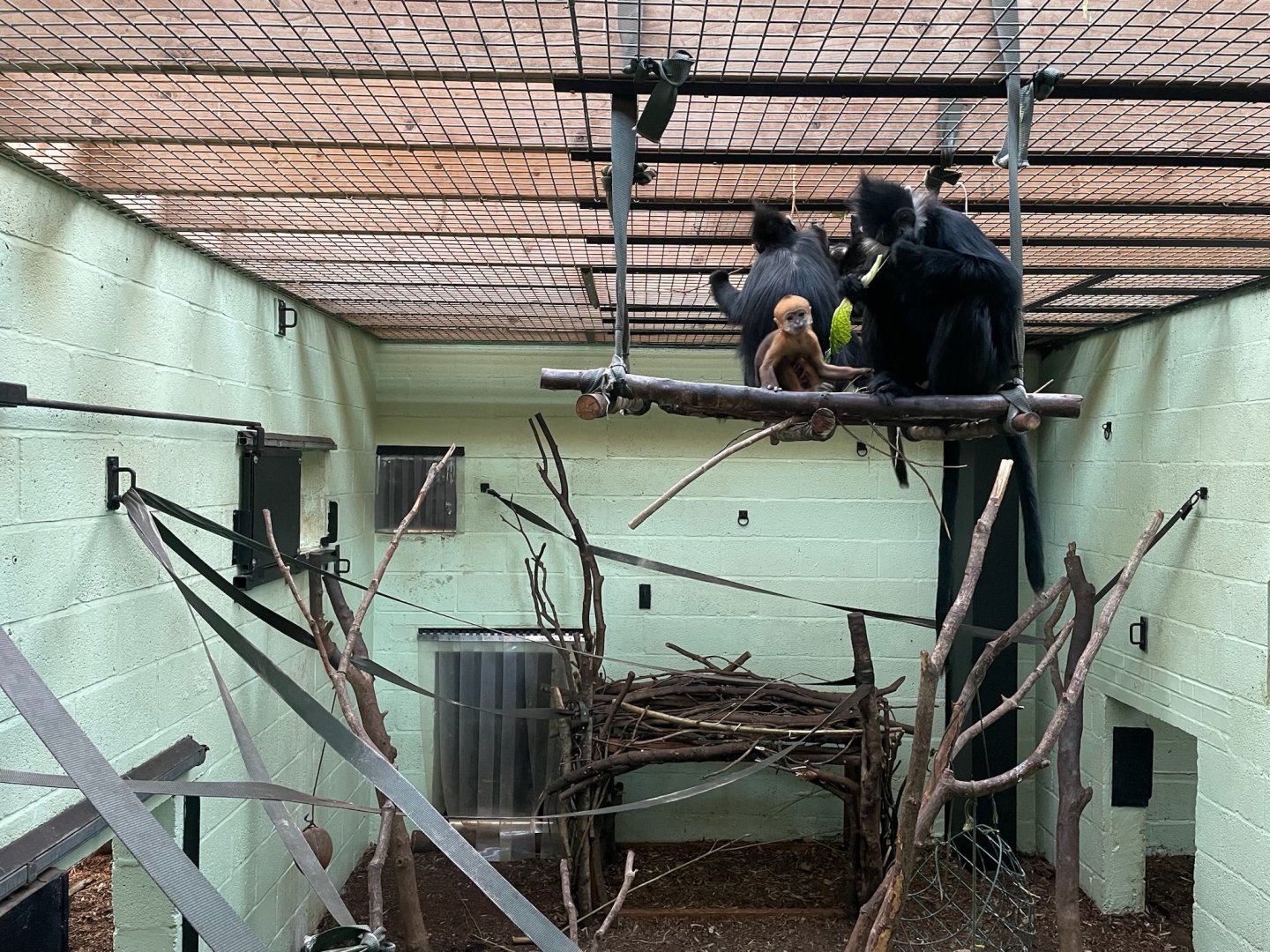 Young Langur “Jinfo”