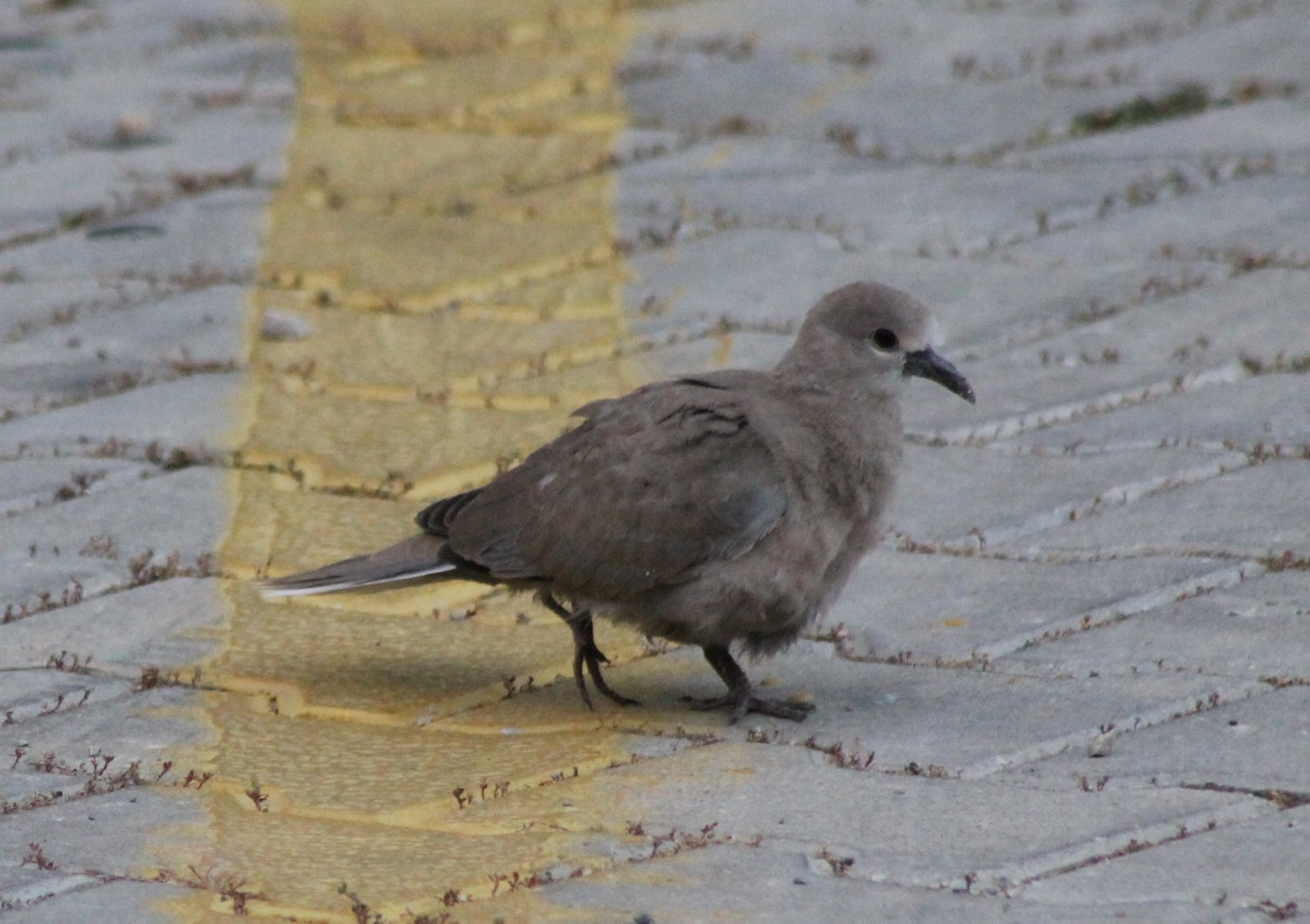 Young Laughing dove