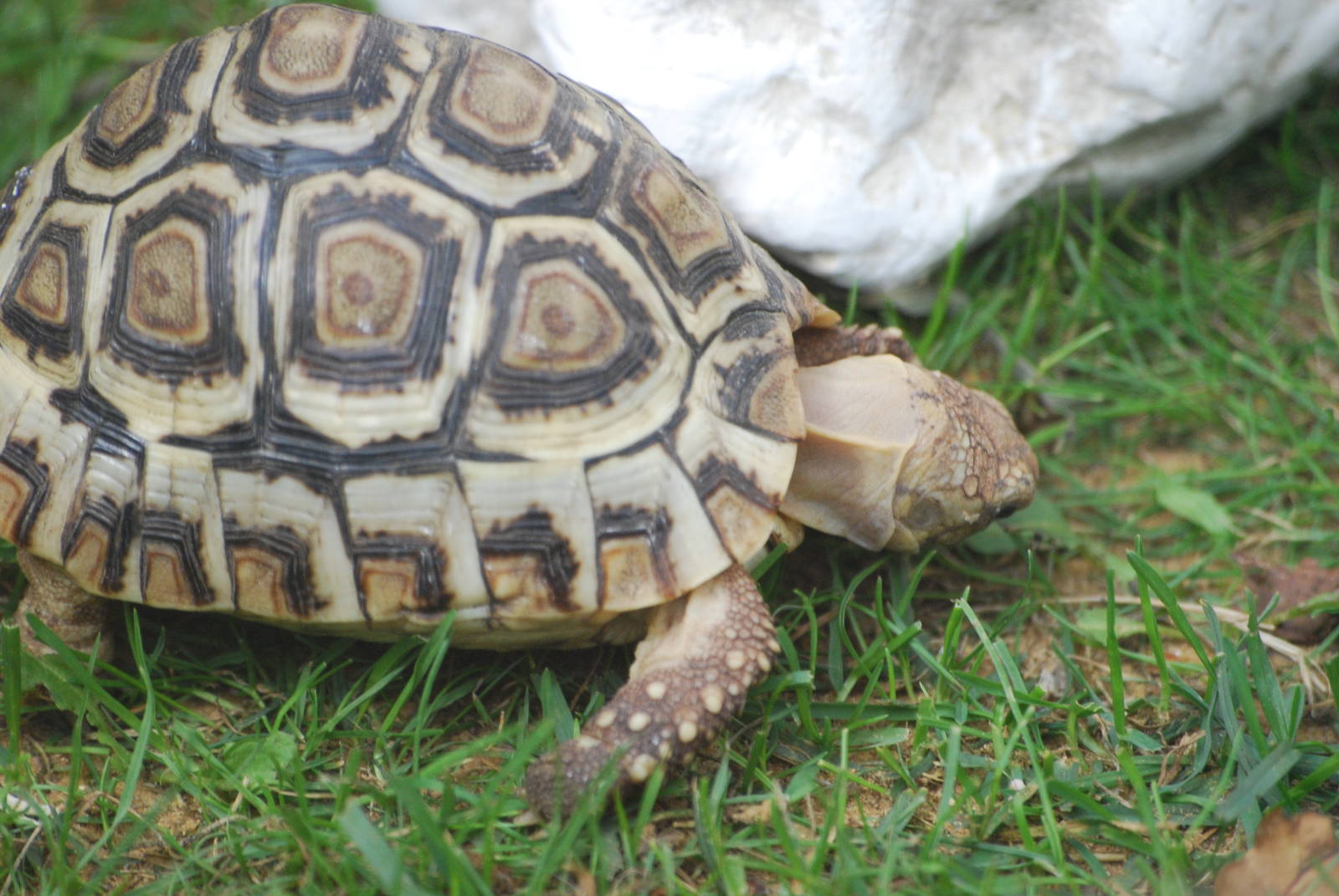 Young leopard tortoise