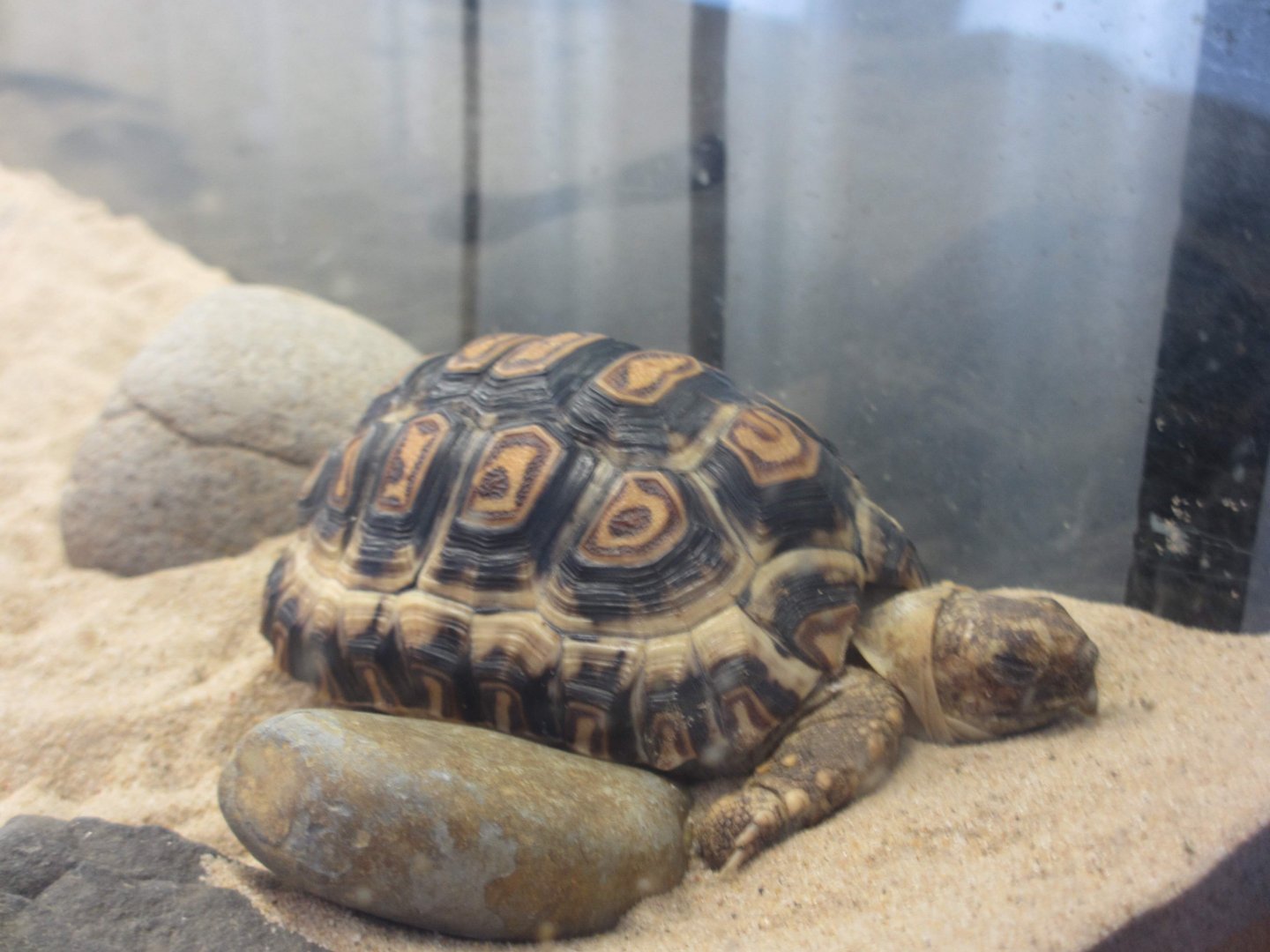Young Leopard Tortoise