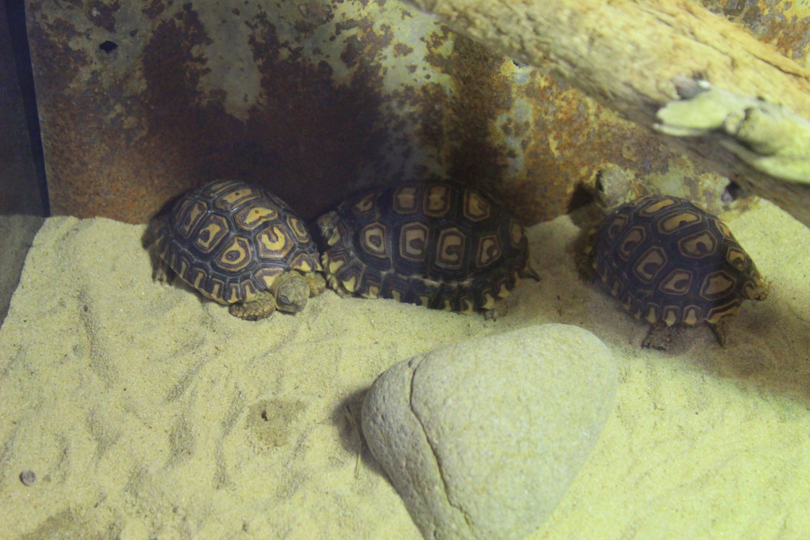Young Leopard Tortoises in the entrance/exit