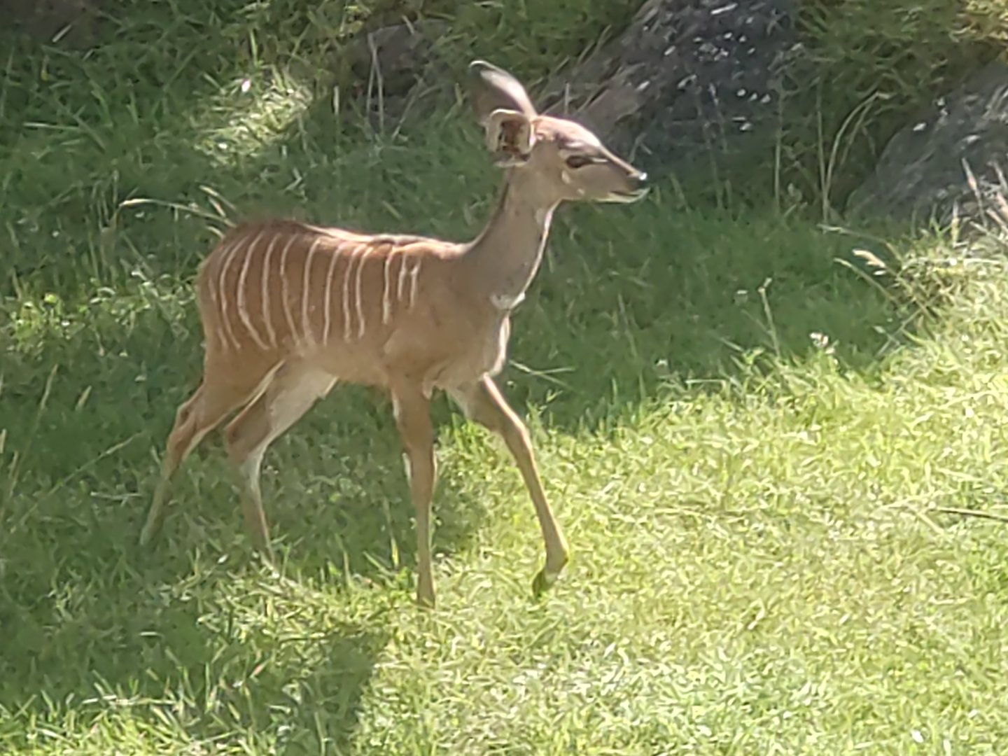 Young lesser kudu 13/8/23