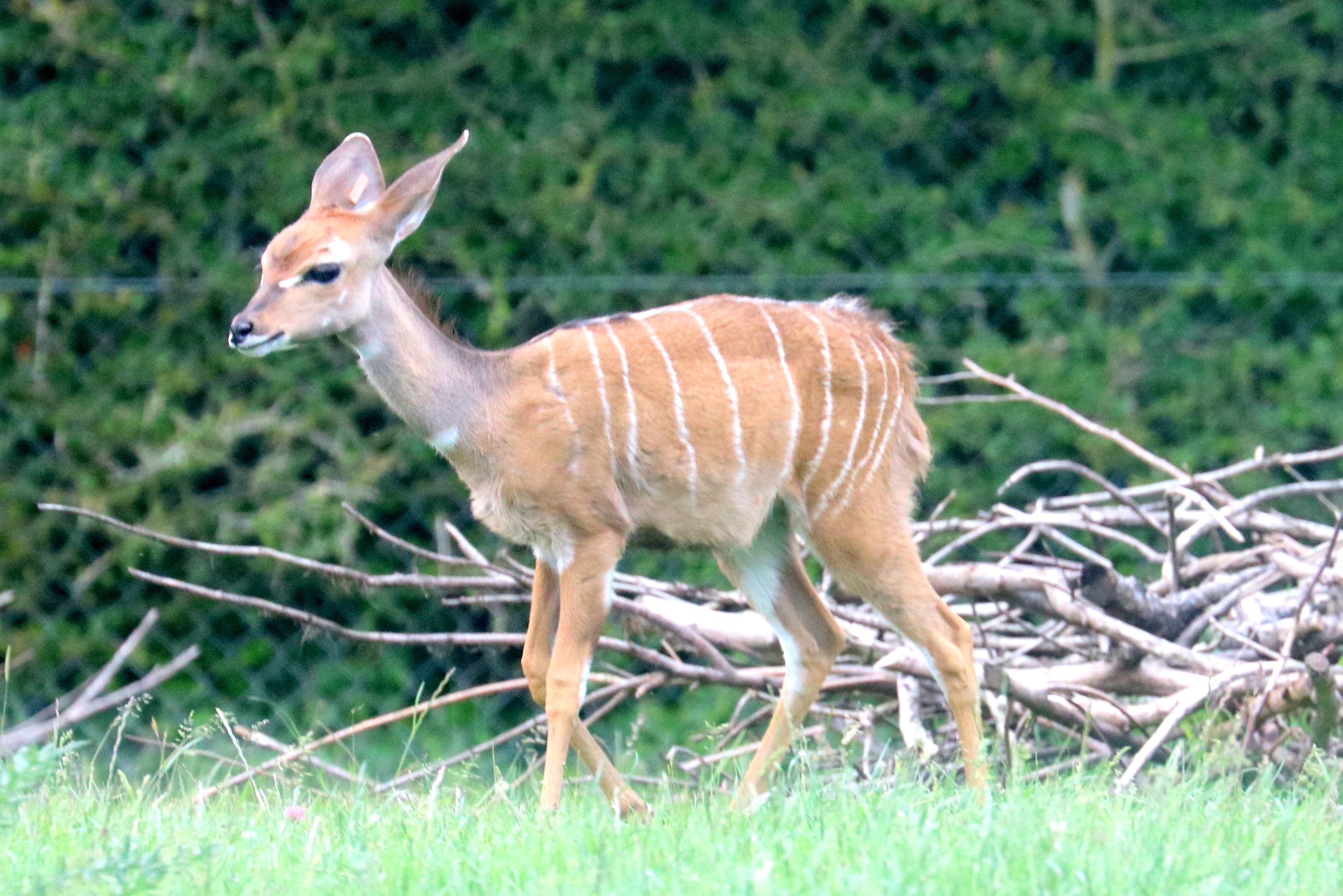 Young lesser kudu; Marwell; 16th June 2019