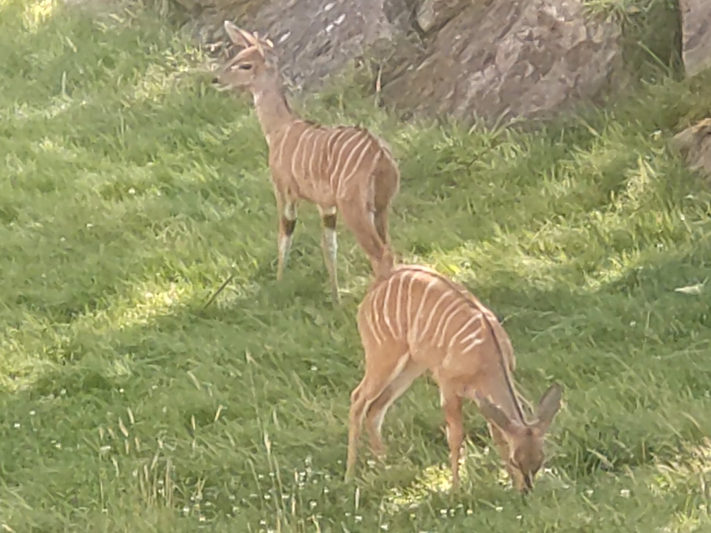 Young lesser kudus