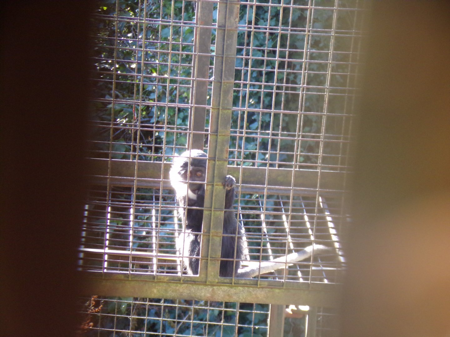 Young L’hoest’s monkey 11.11.23