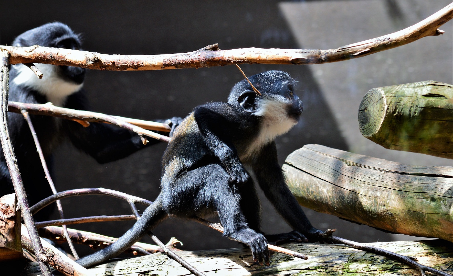 Young l'hoest's monkey