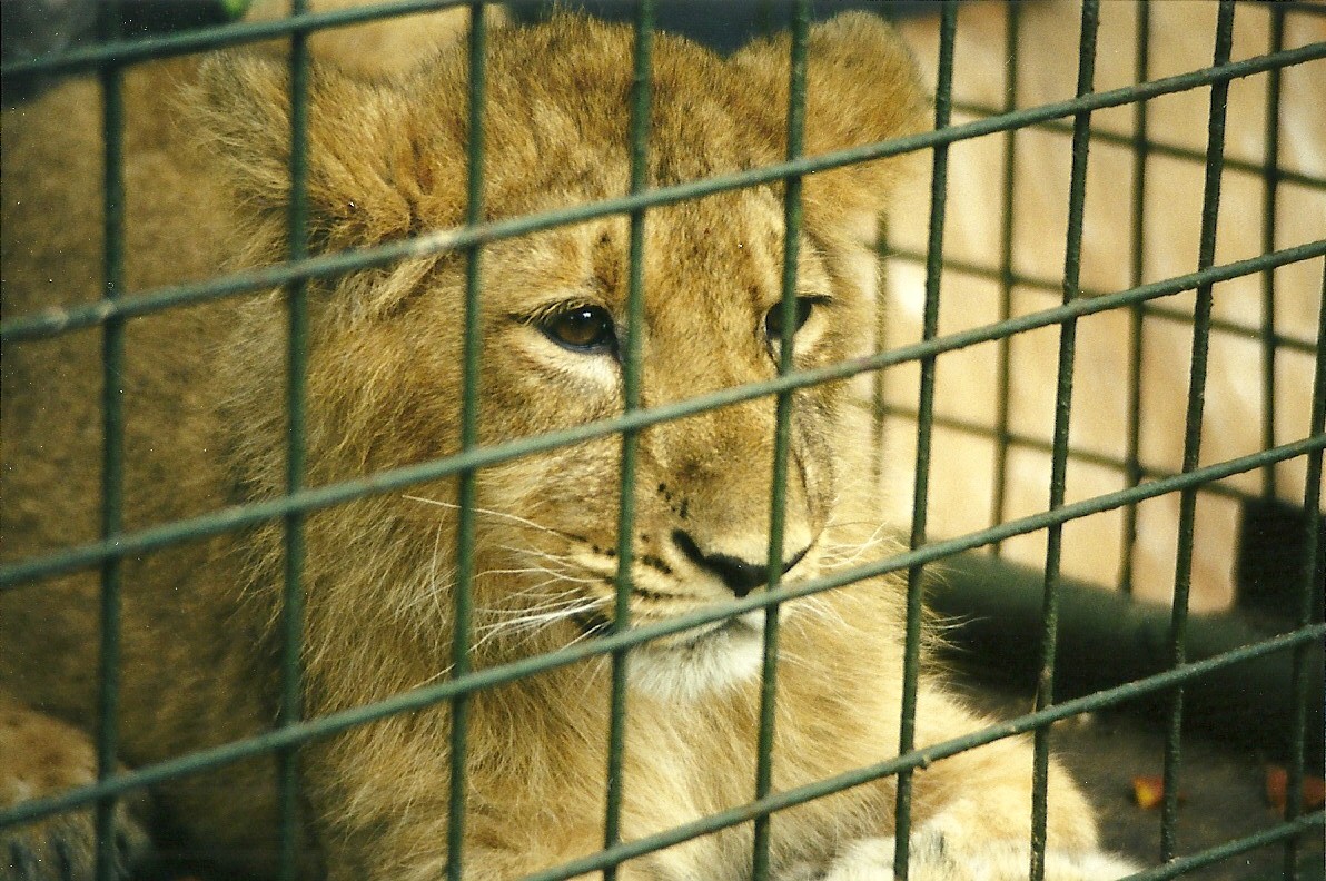 Young Lion 21st October 1998