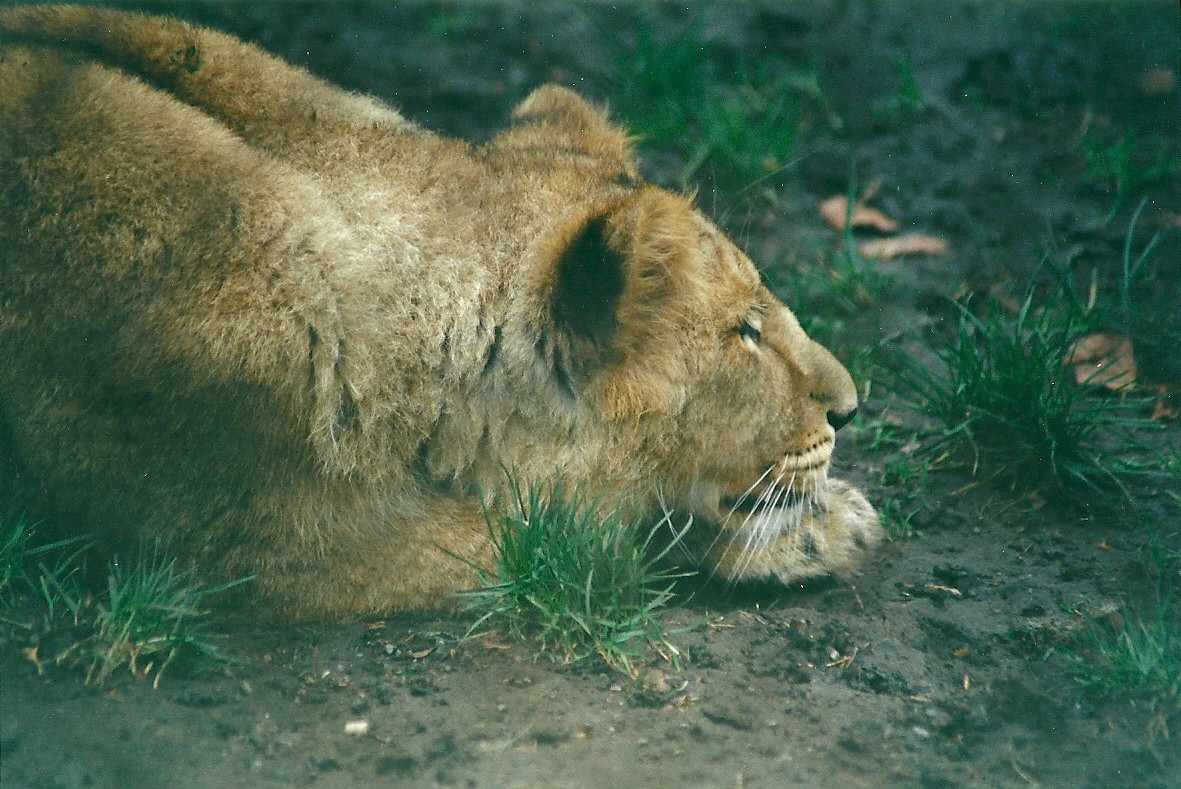 Young Lion 8th March 2000