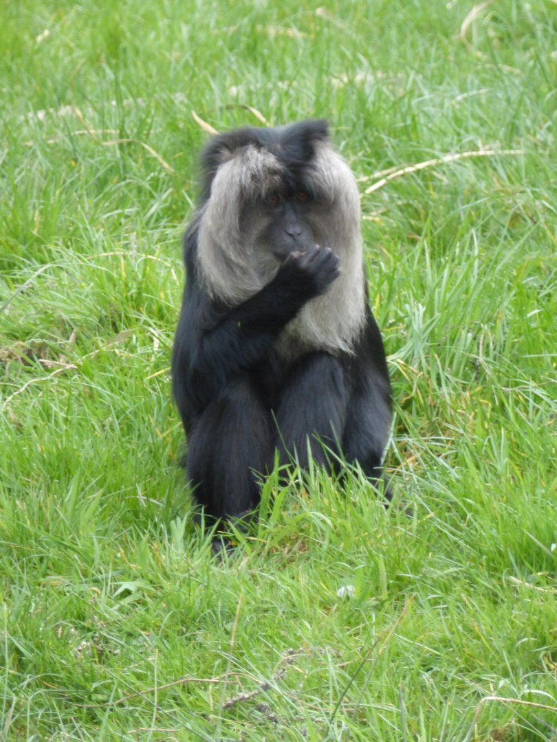 Young lion tailed macaque