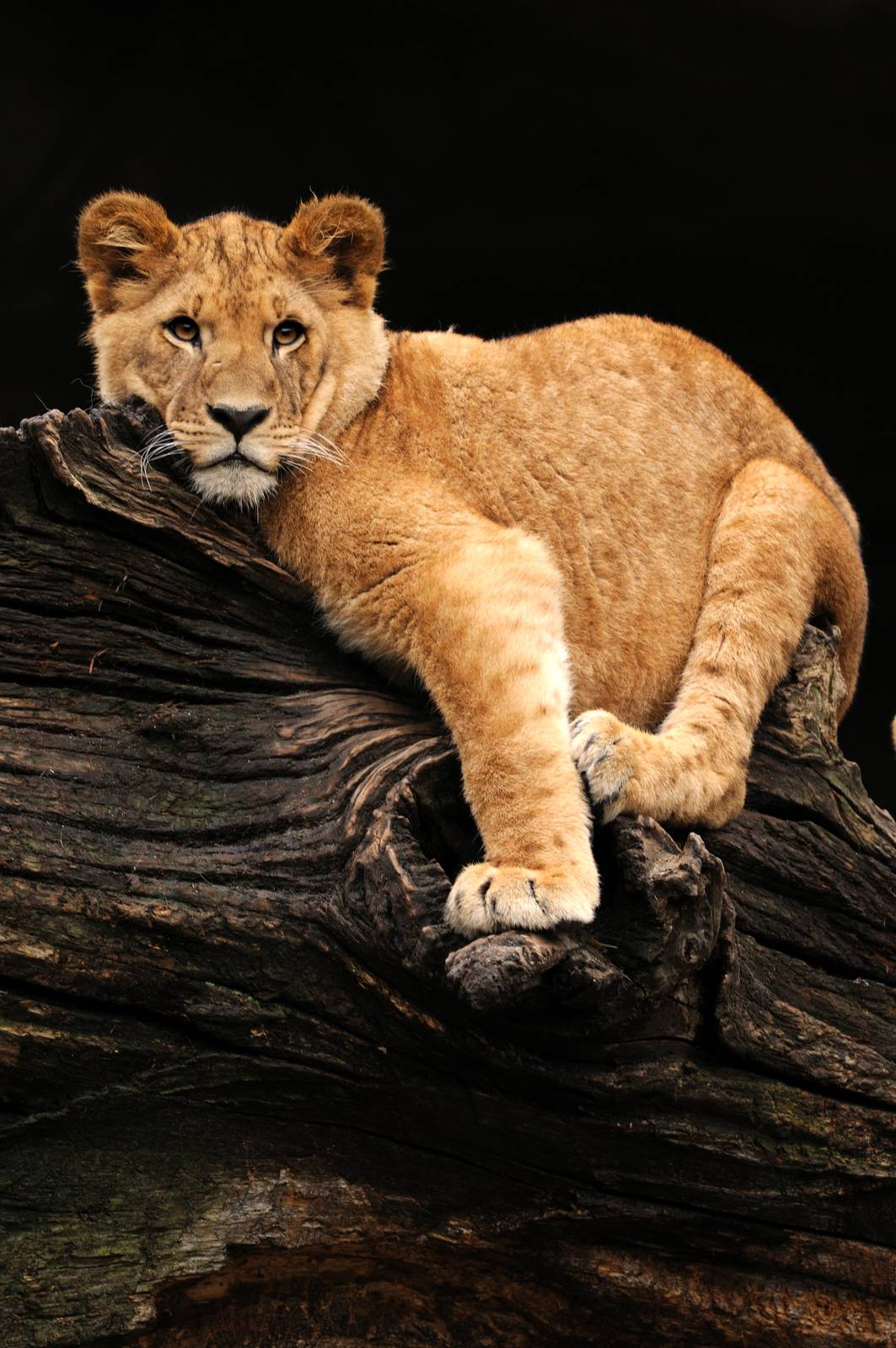 Young lioness at Hamburg