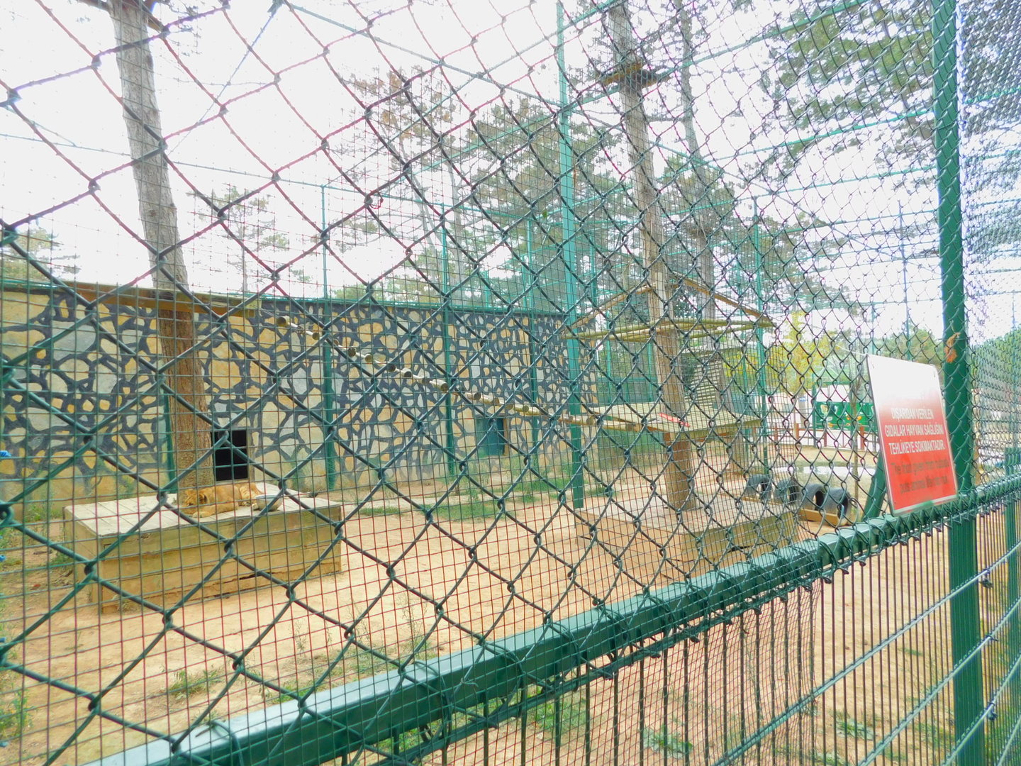 Young Lioness at Park of Istanbul