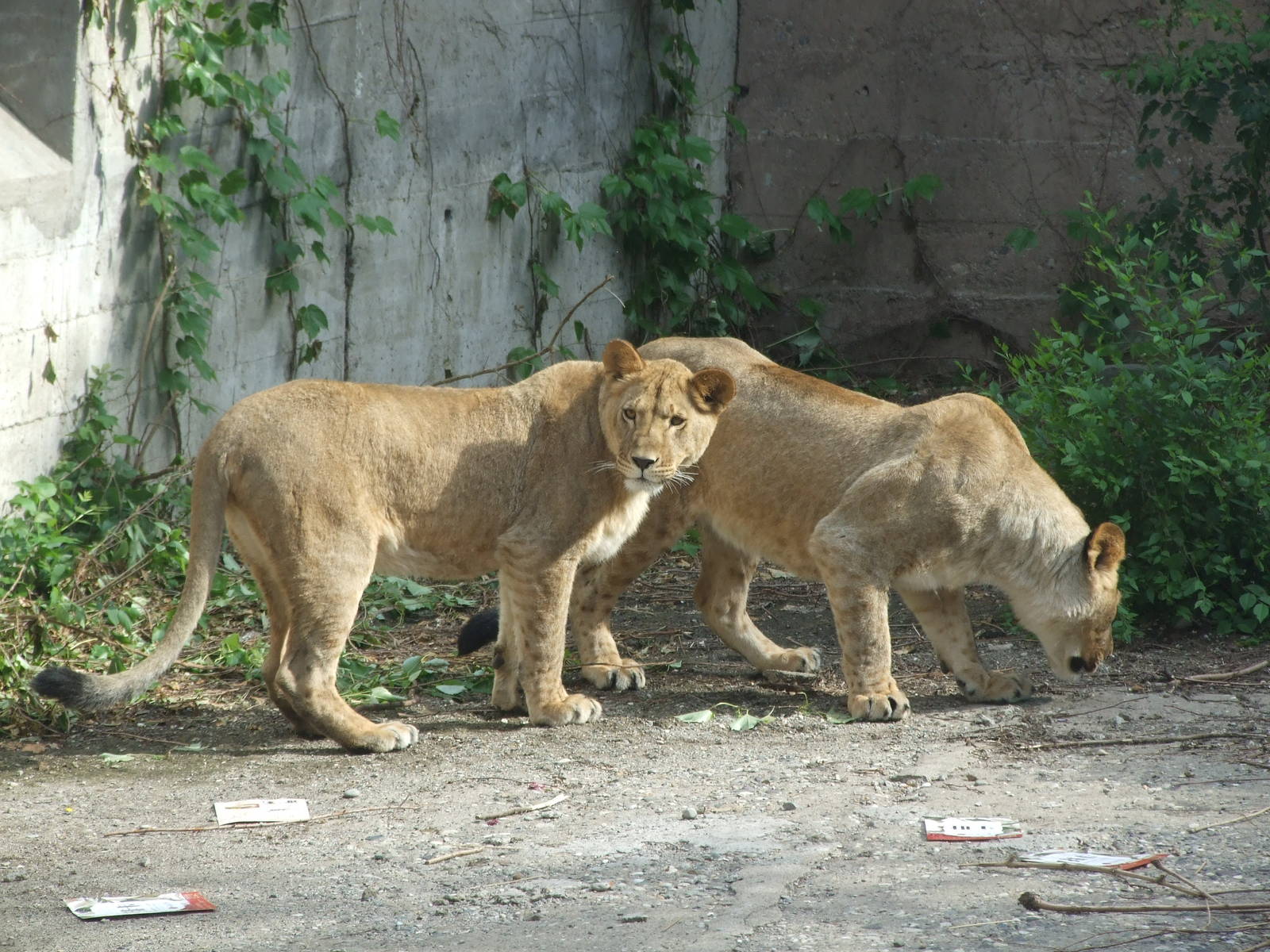 Young lionesses