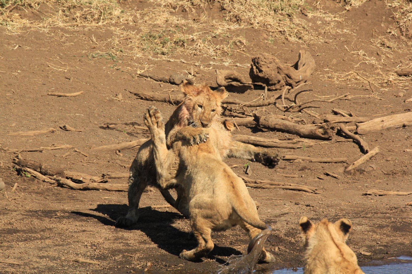 Young lions fighting - Ngorongoro (September 2018)