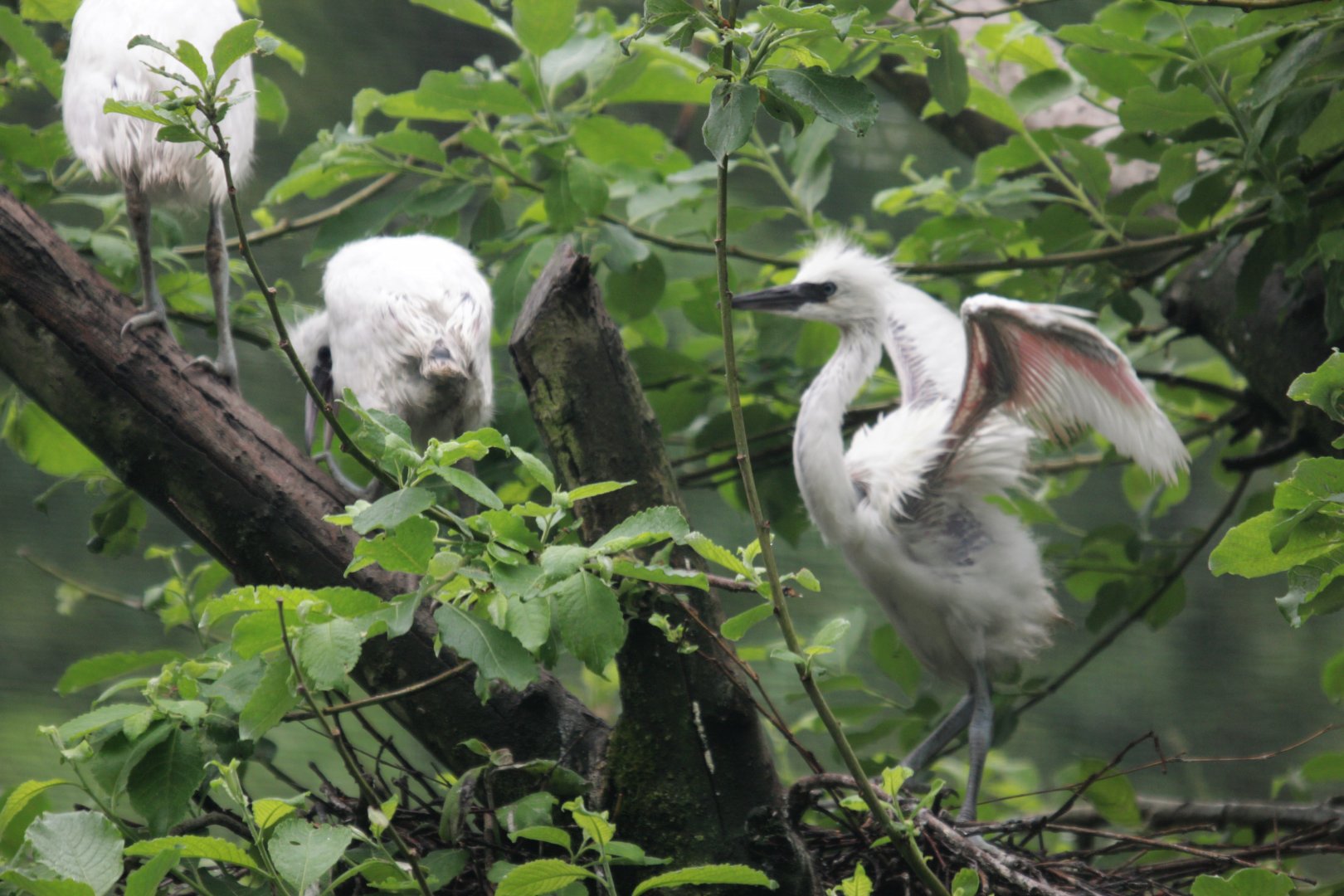 Young little egrets (Egretta garzetta).