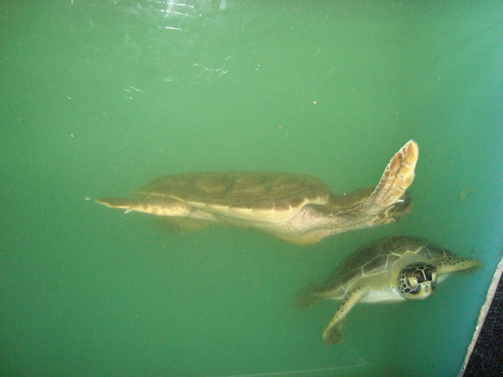 Young loggerhead and green turtles