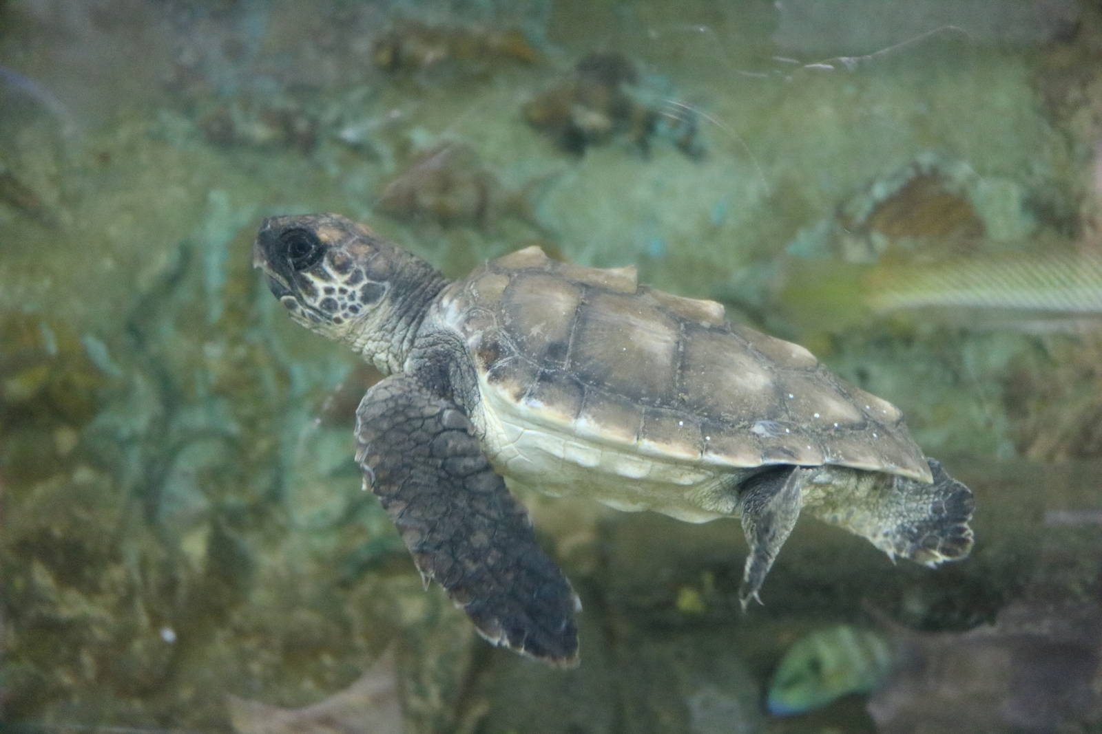 Young loggerhead turtle, February 2016