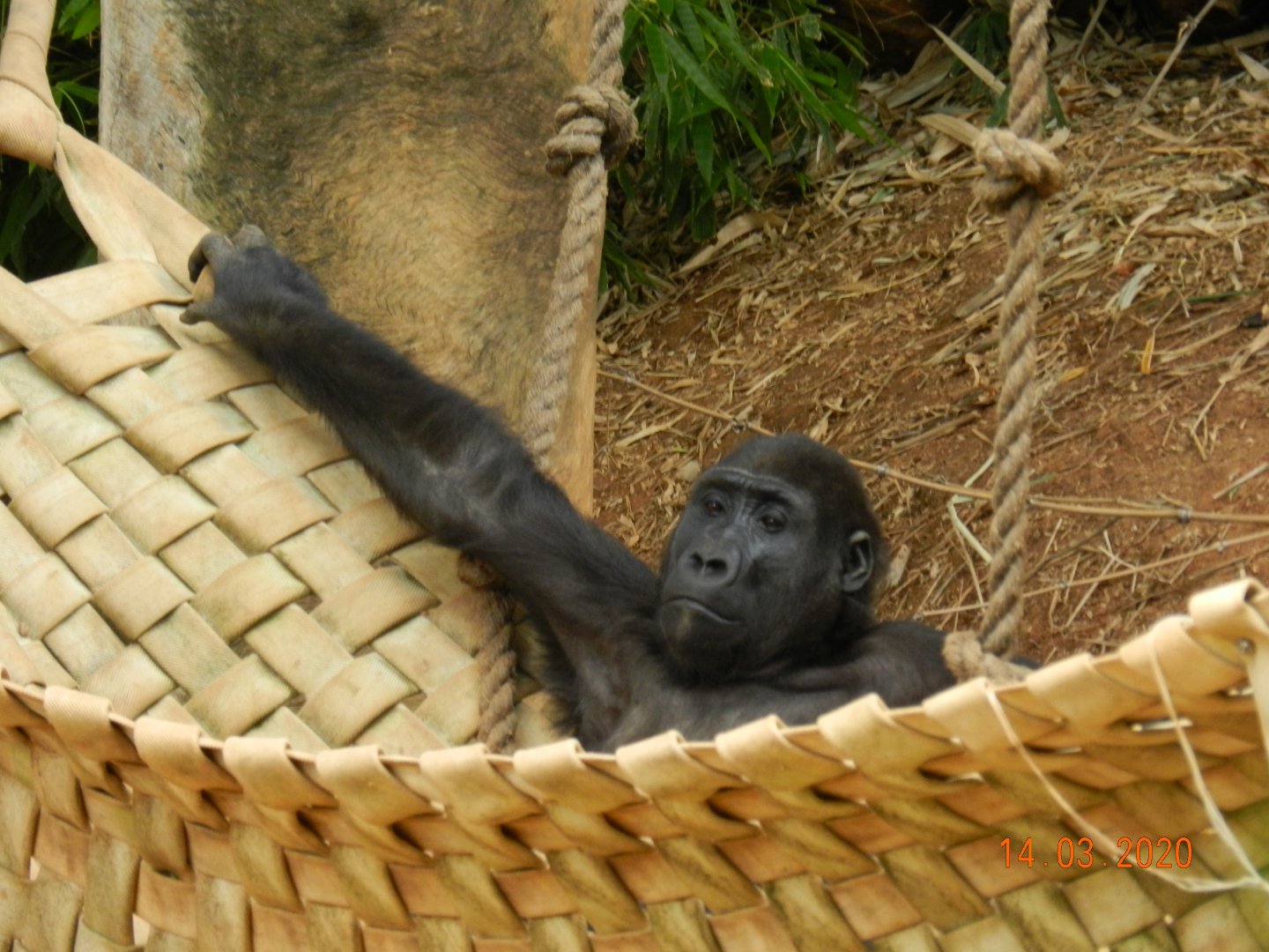 Young lowland gorilla resting - Belo Horizonte zoo