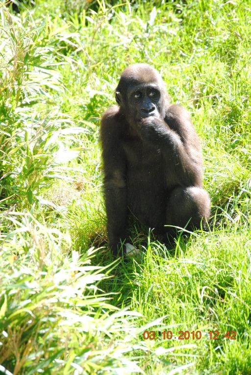 Young Lowland Gorilla