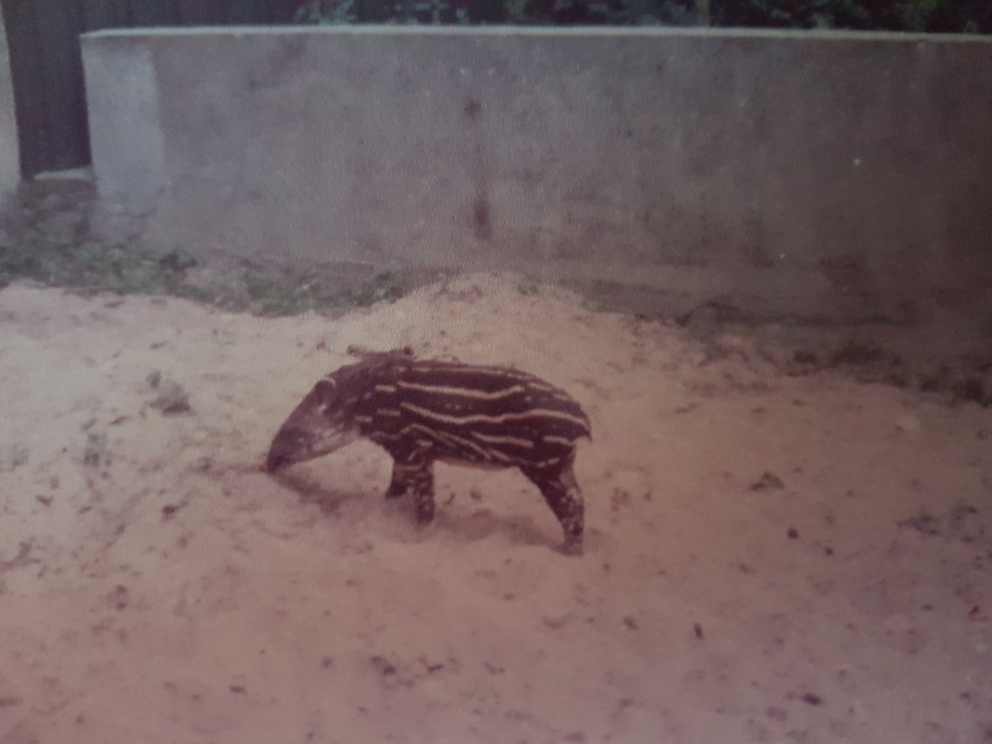 Young Lowland tapir