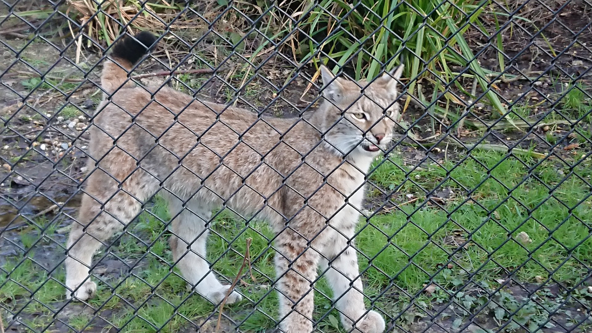 Young Lynx 12 March 2020