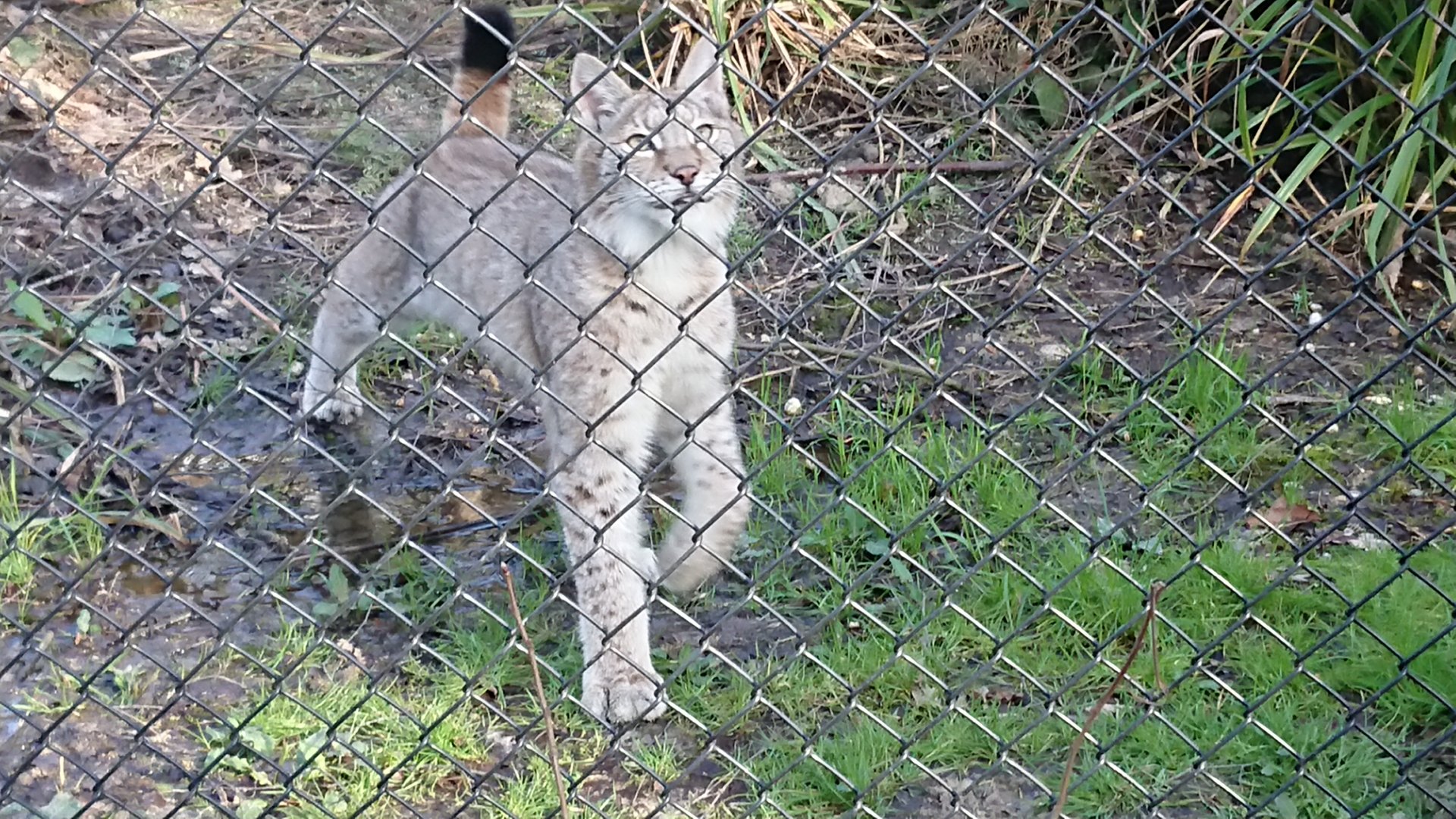Young Lynx 12 March 2020